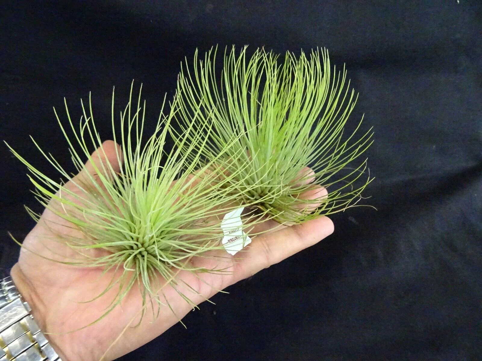 Tillandsia andreana - Image 4