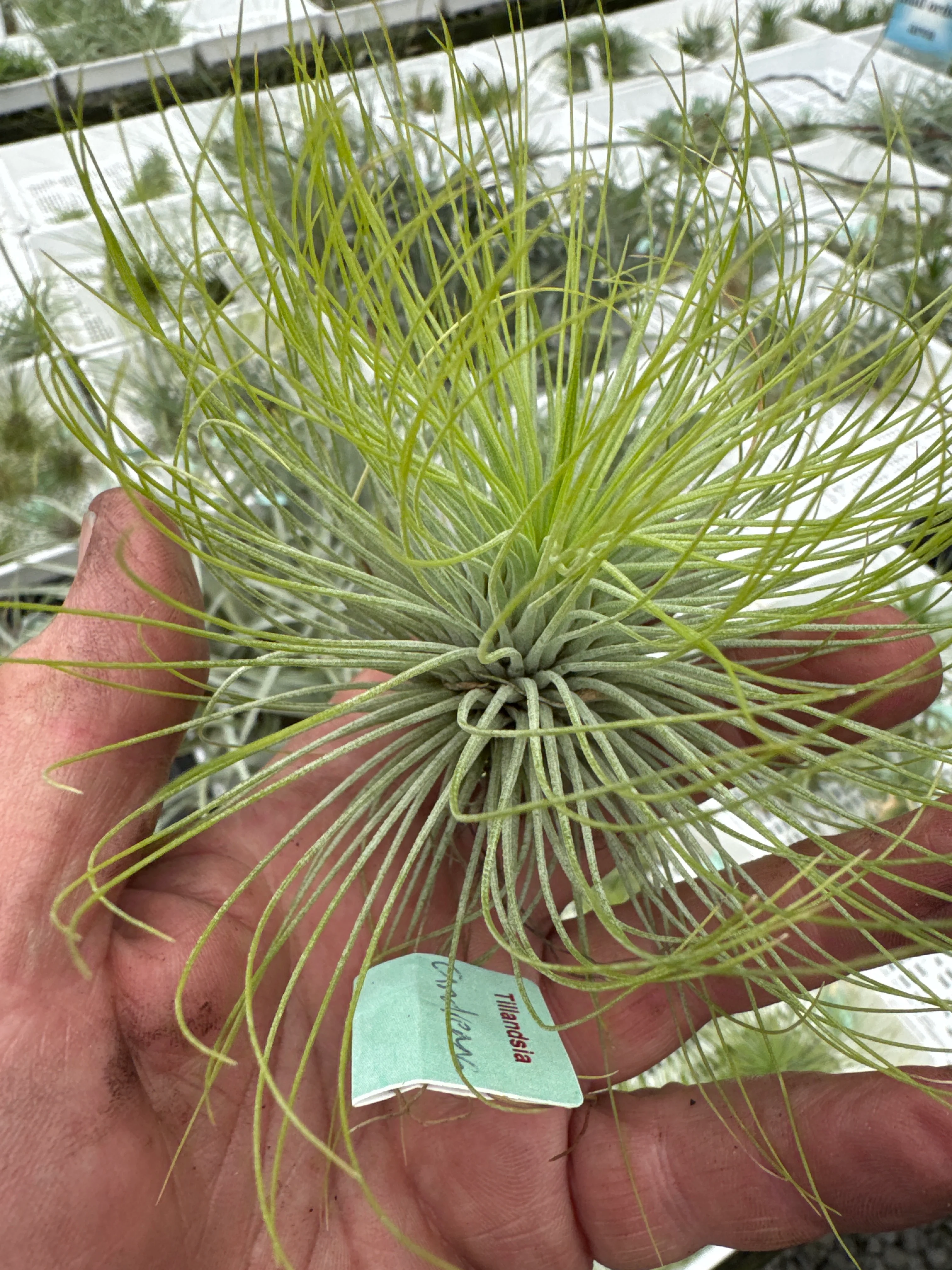Tillandsia andreana - Image 5