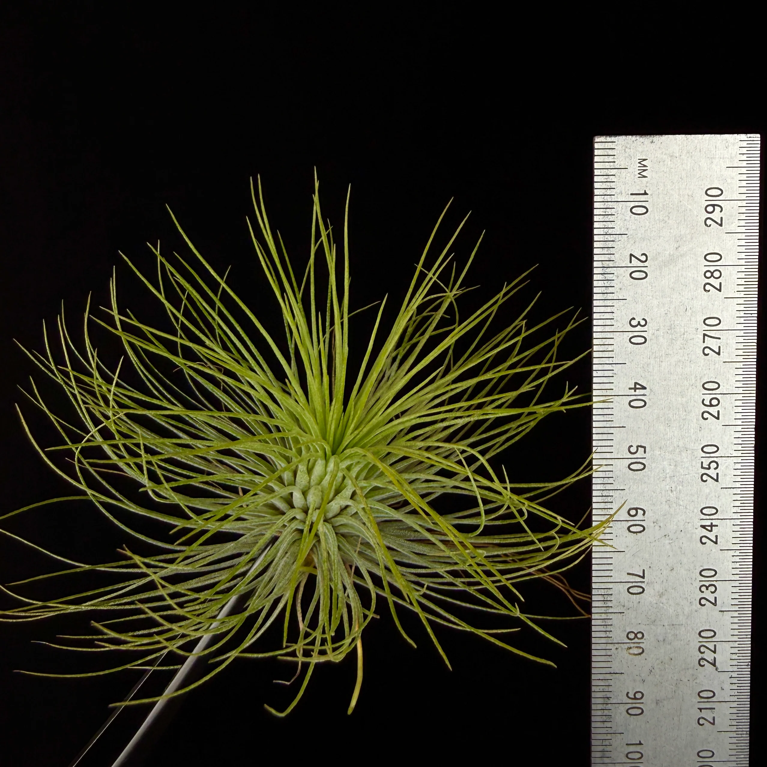 Tillandsia andreana - Image 6