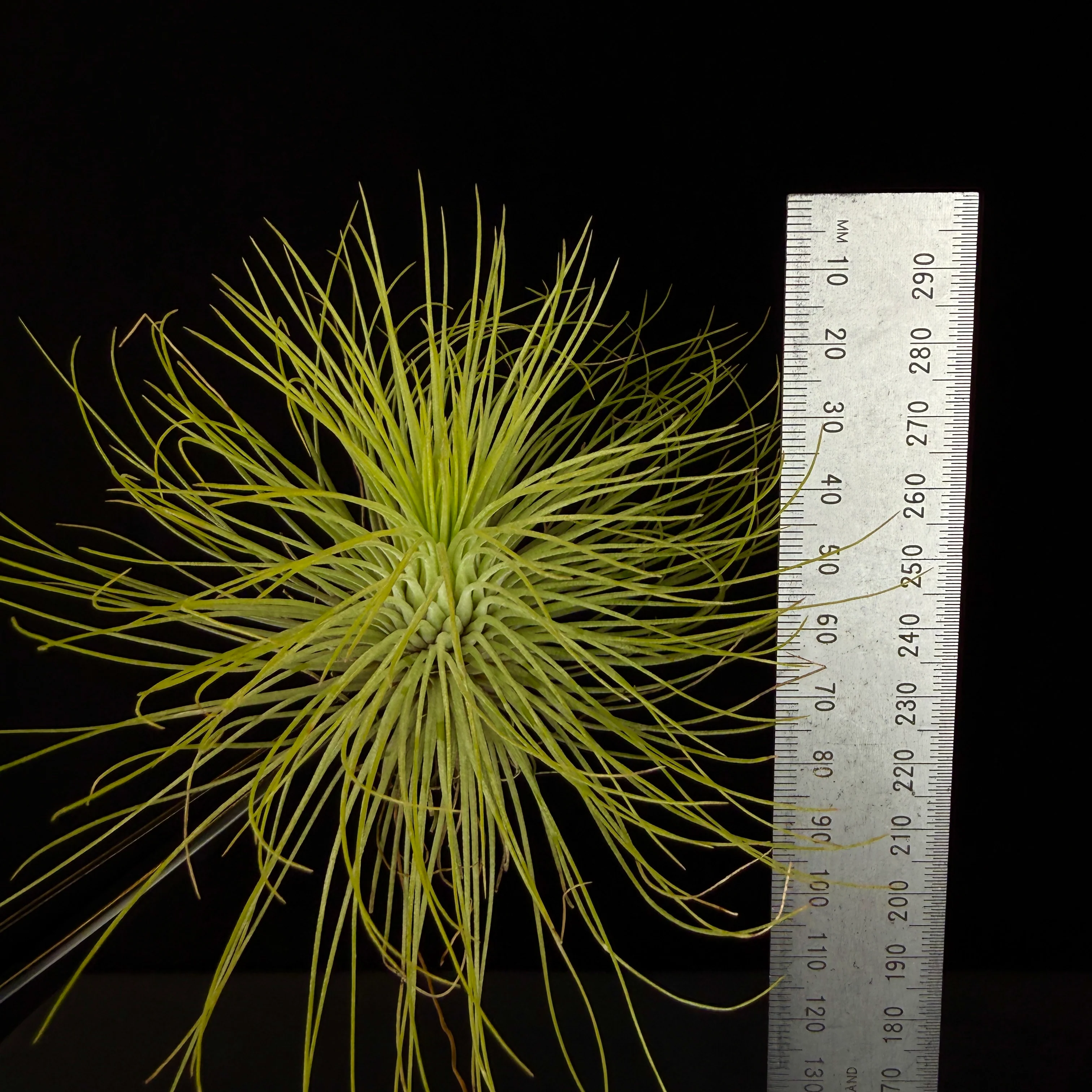 Tillandsia andreana - Image 7