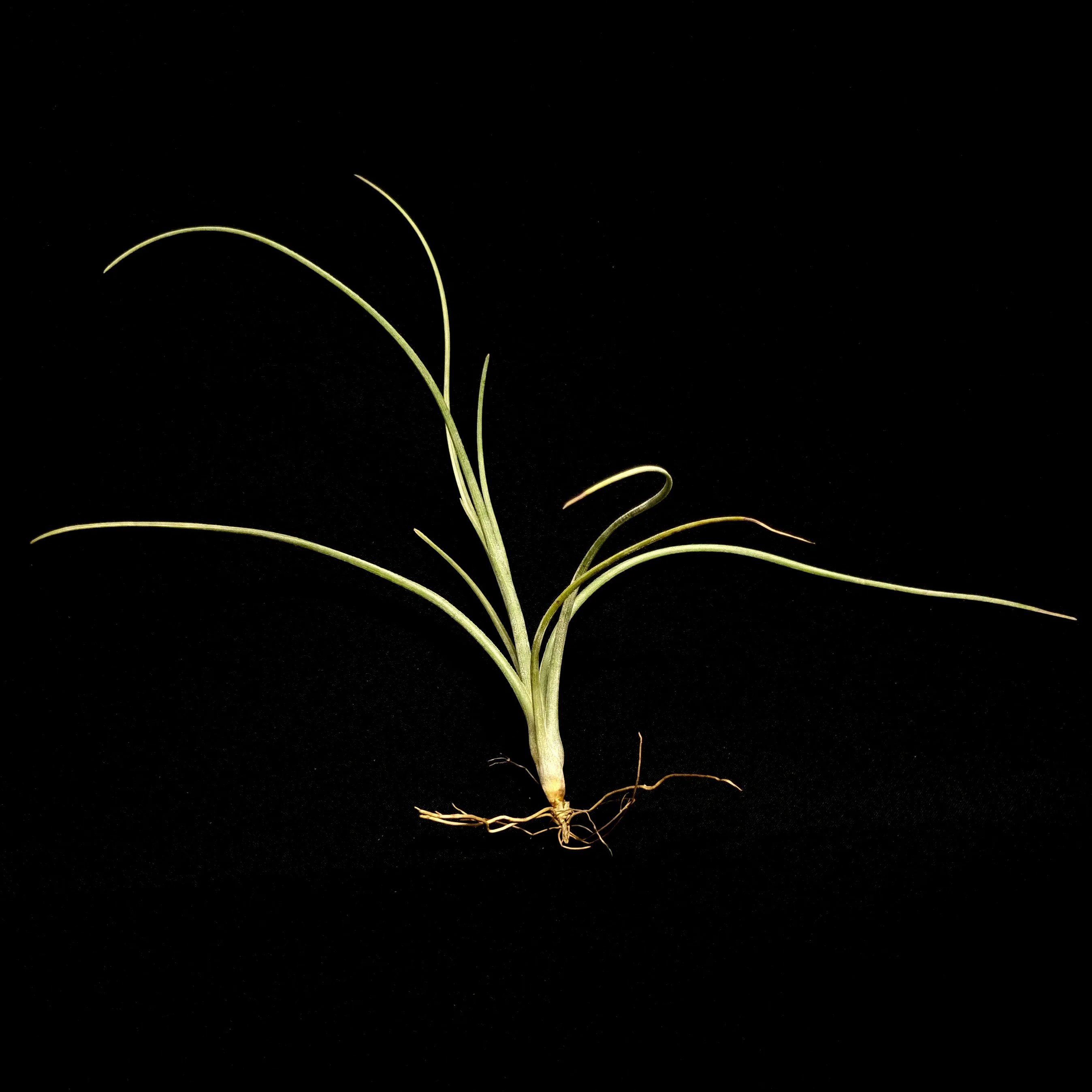 Tillandsia baileyi