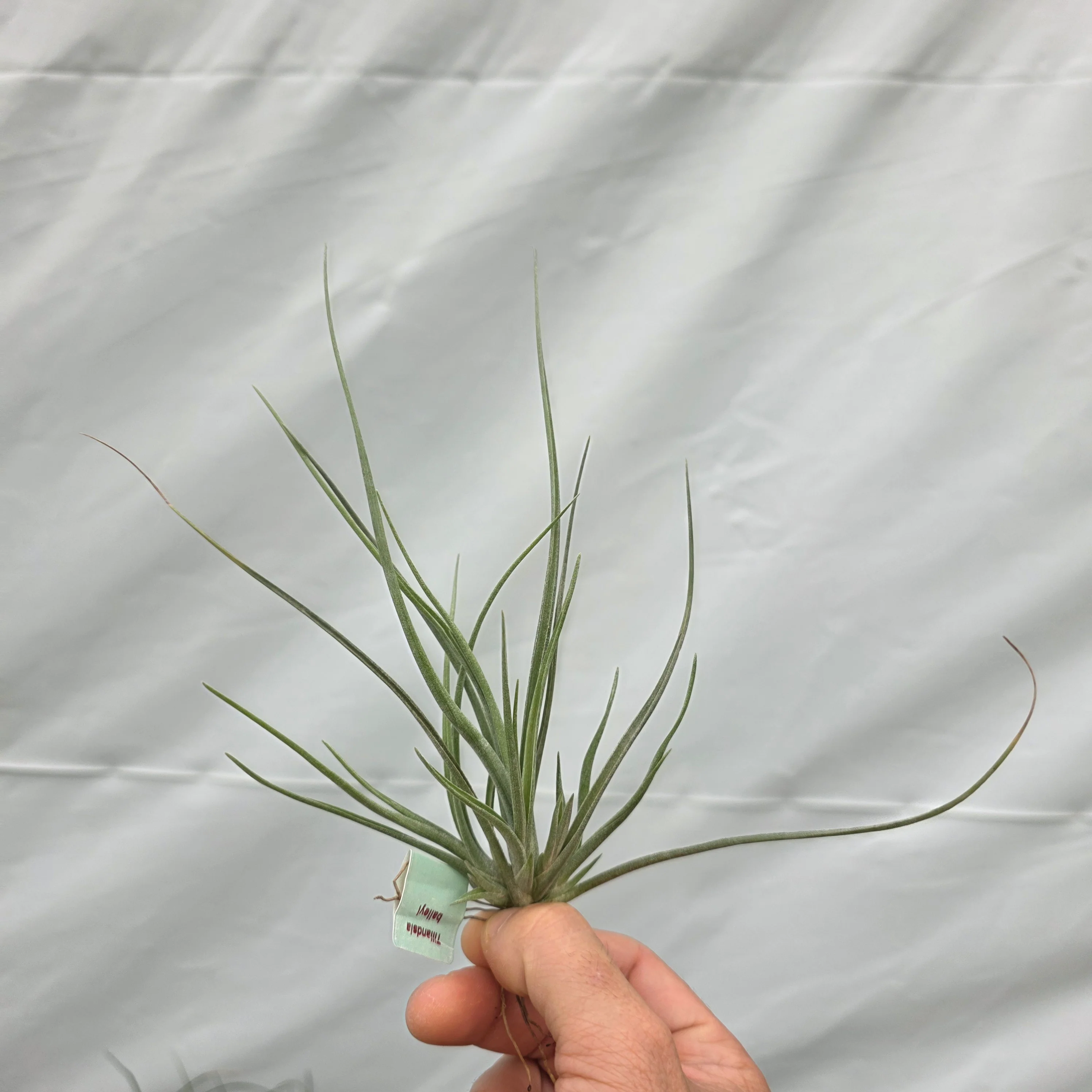 Tillandsia baileyi - Image 2