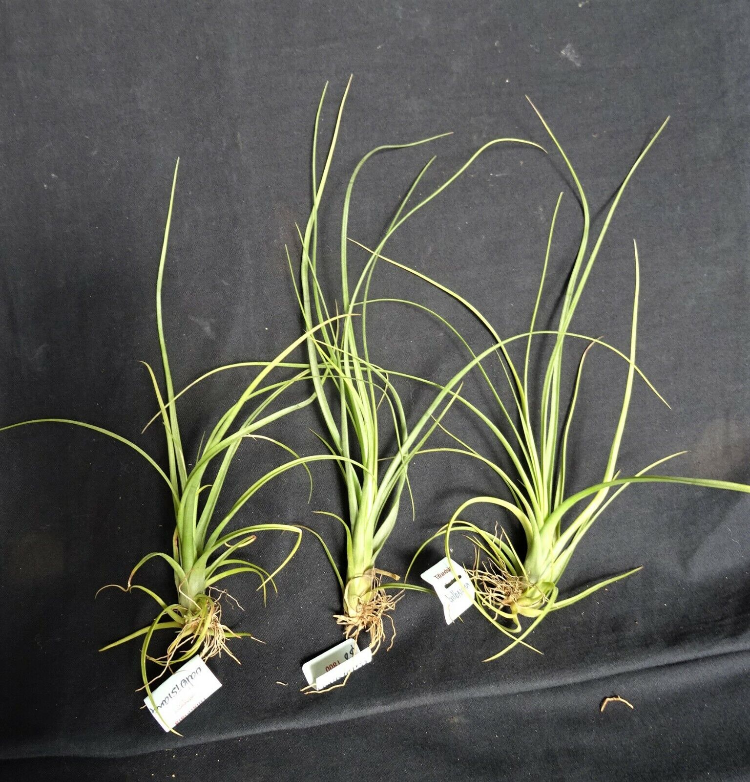 Tillandsia balbisiana - Image 3