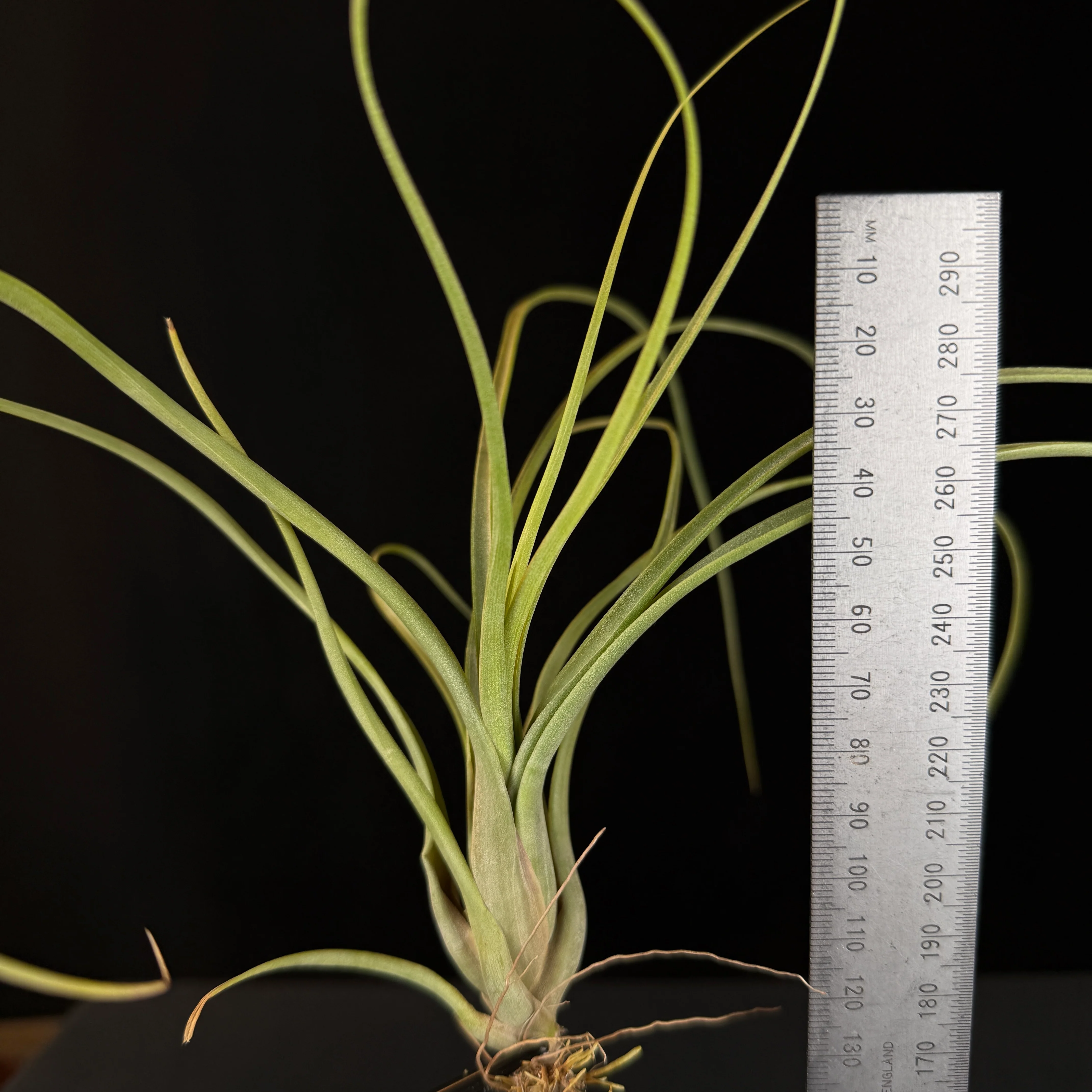 Tillandsia balbisiana - Image 4