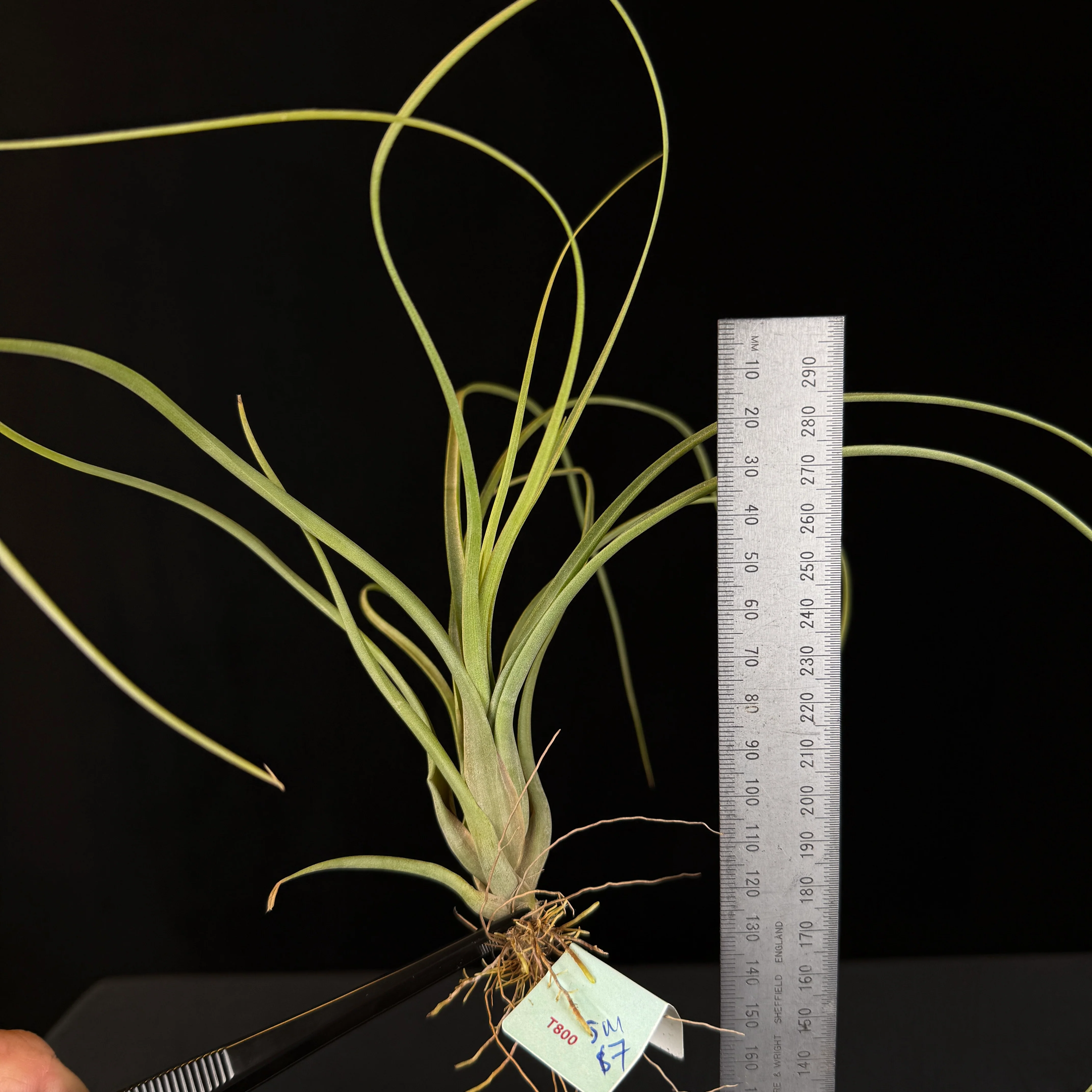 Tillandsia balbisiana - Image 5