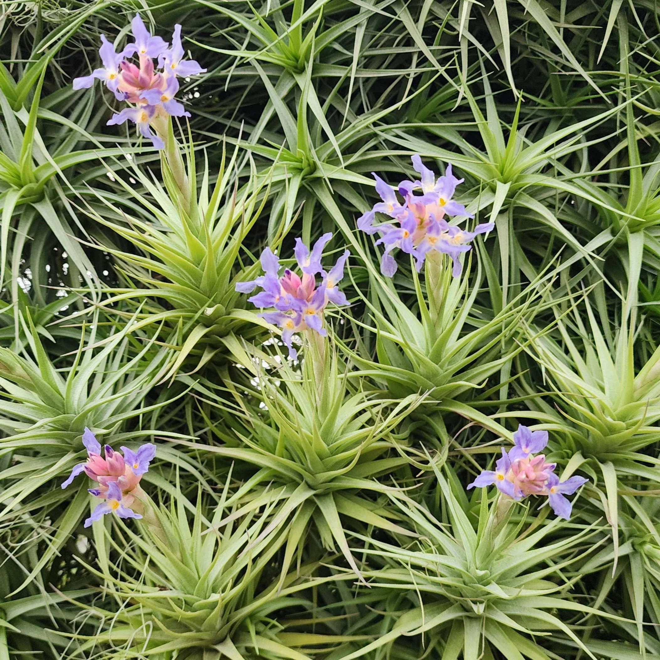 Tillandsia bergeri - Image 3
