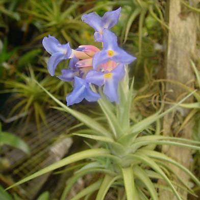 Tillandsia bergeri - Image 4
