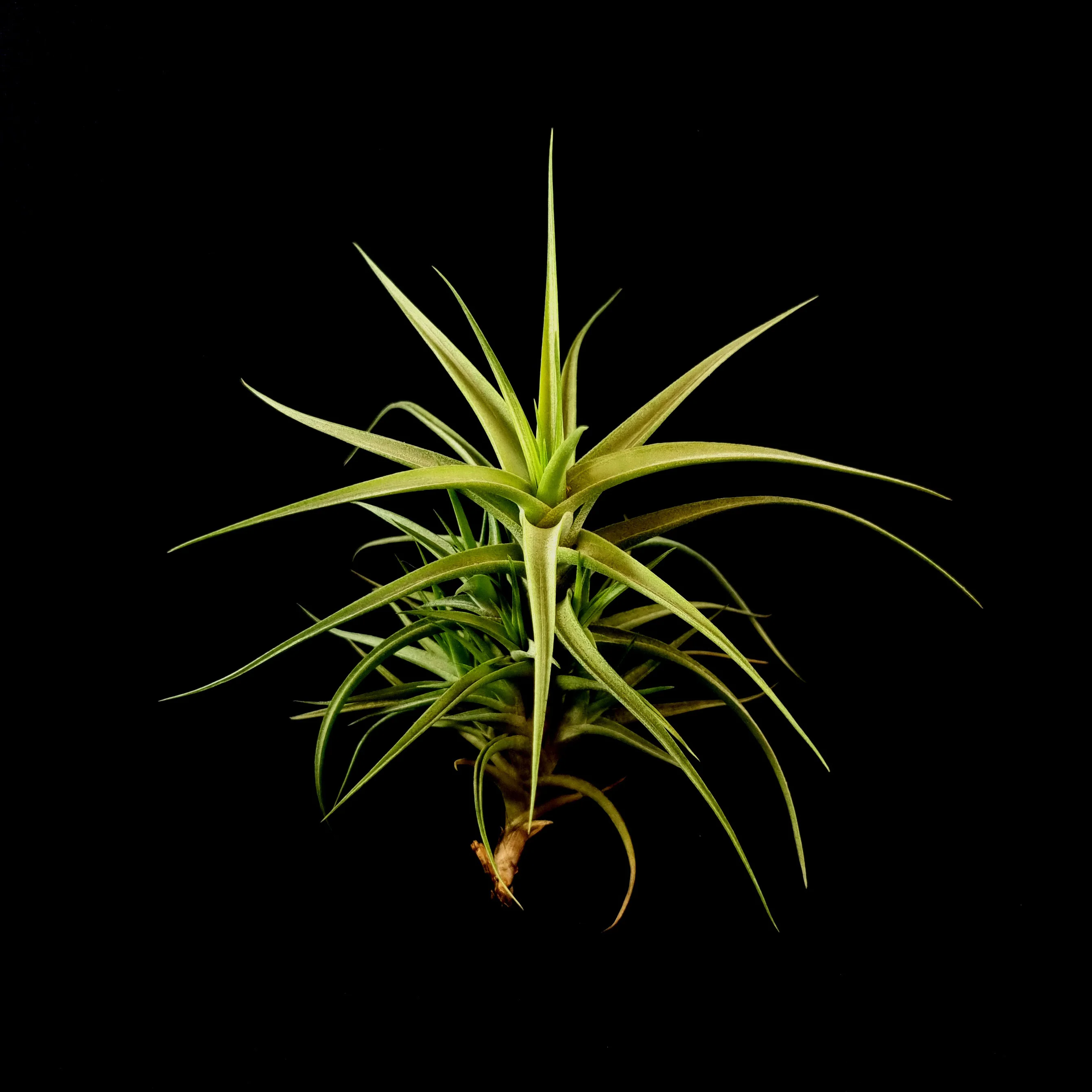 Tillandsia bergeri - Image 5