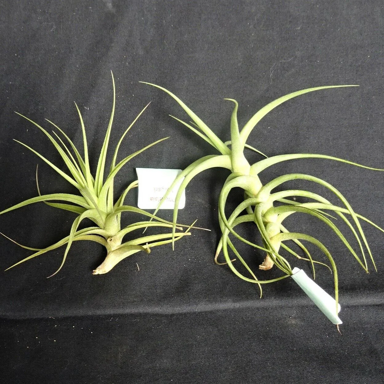 Tillandsia bergeri - Image 6