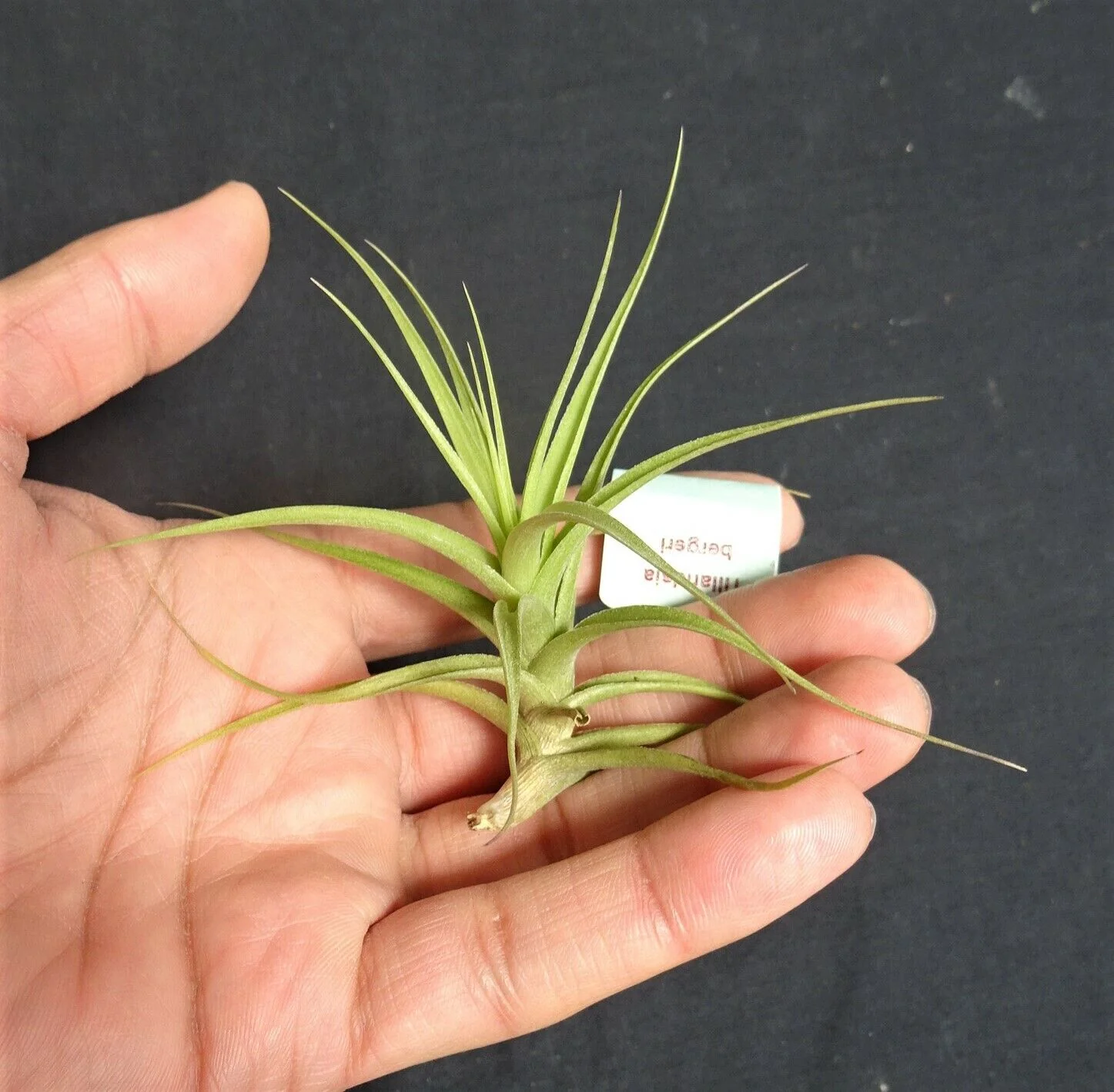 Tillandsia bergeri - Image 7