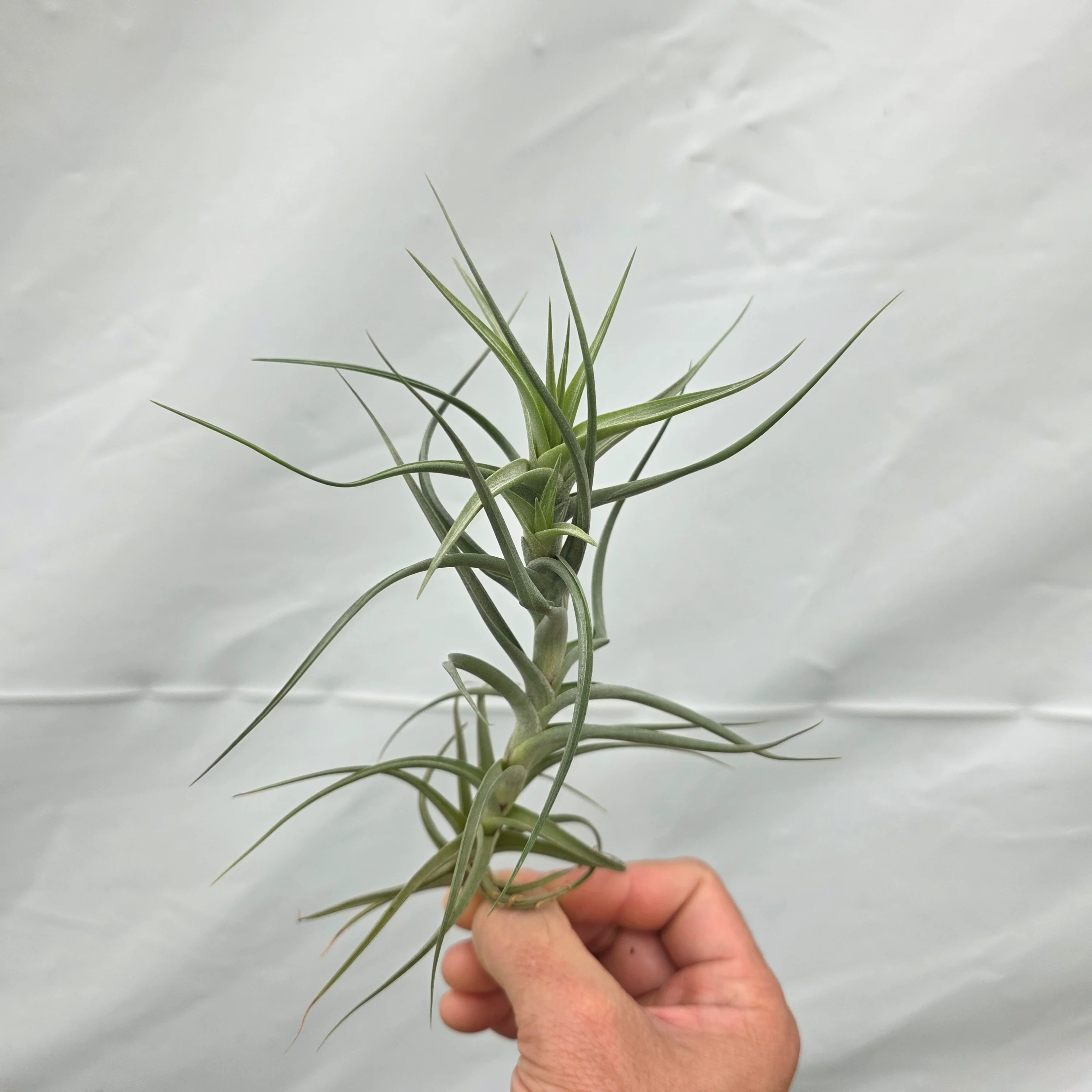 Tillandsia bergeri - Image 8