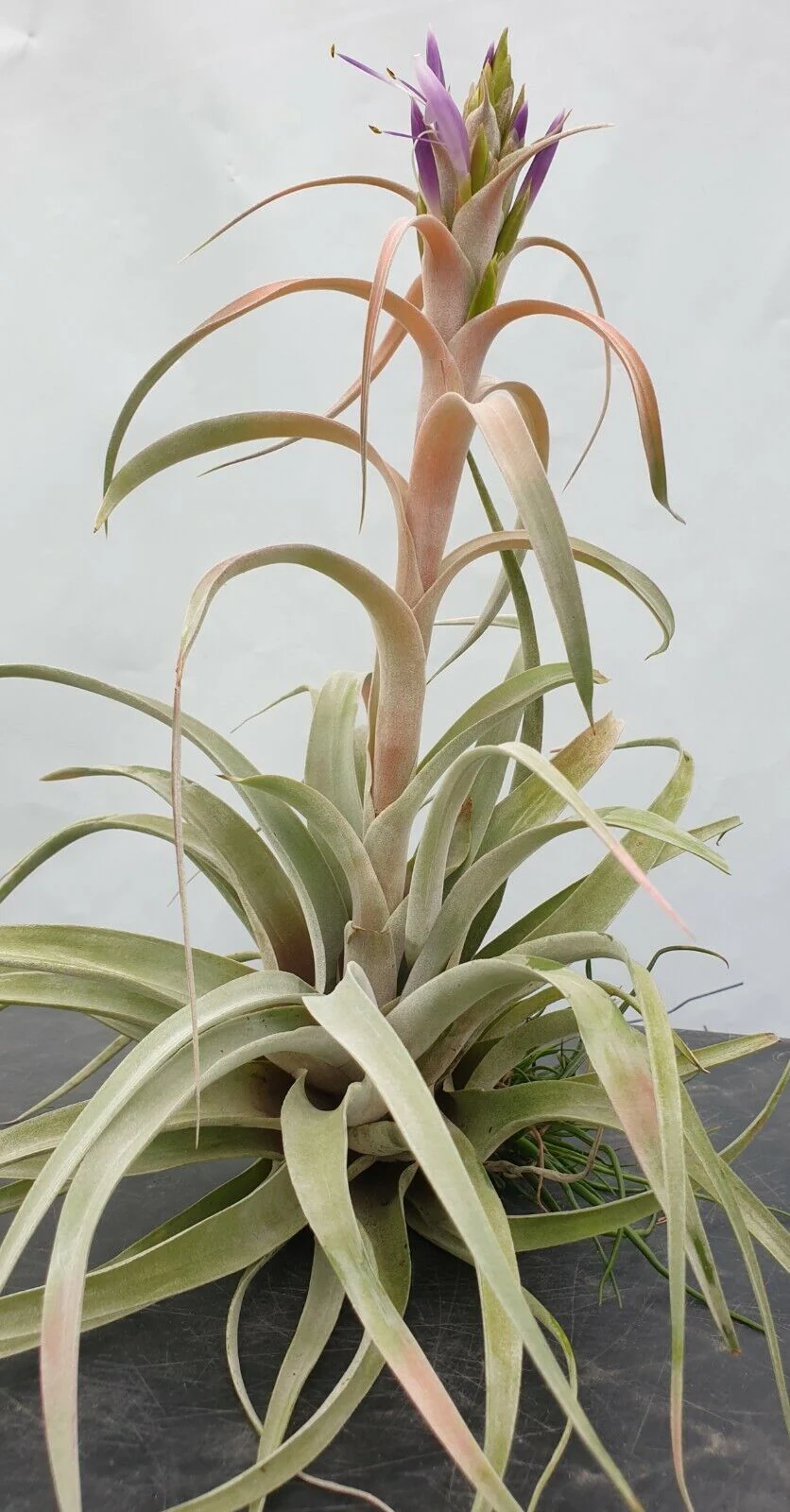 Tillandsia 'Betty' - Image 2