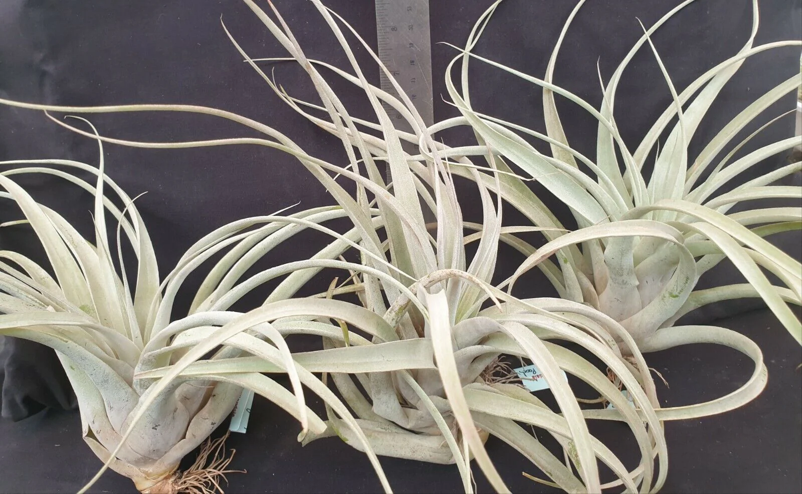 Tillandsia 'Betty' - Image 3
