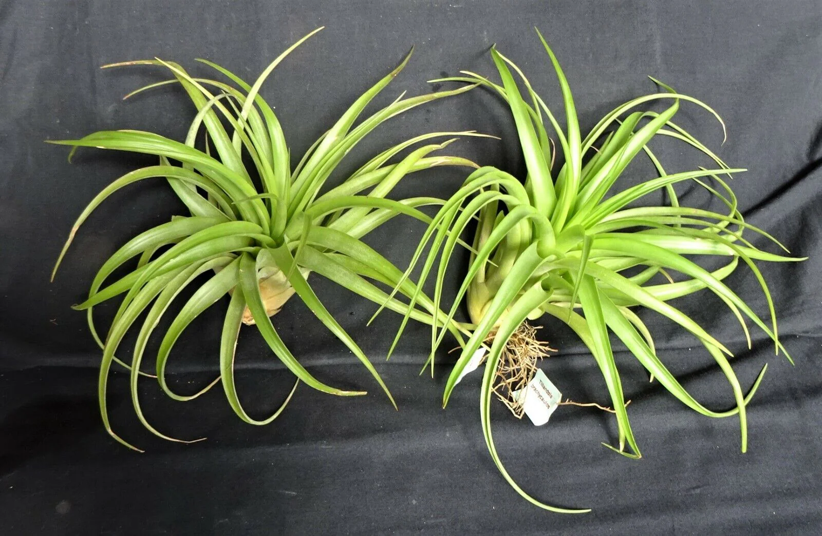 Tillandsia brachycaulos - Image 3