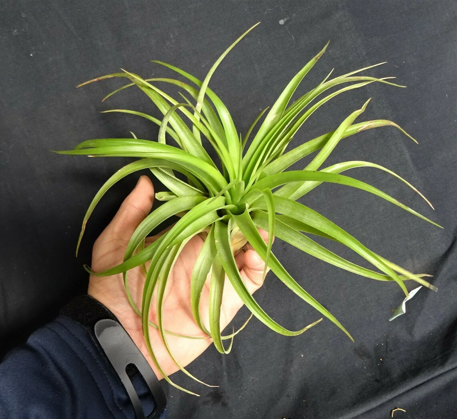 Tillandsia brachycaulos - Image 4