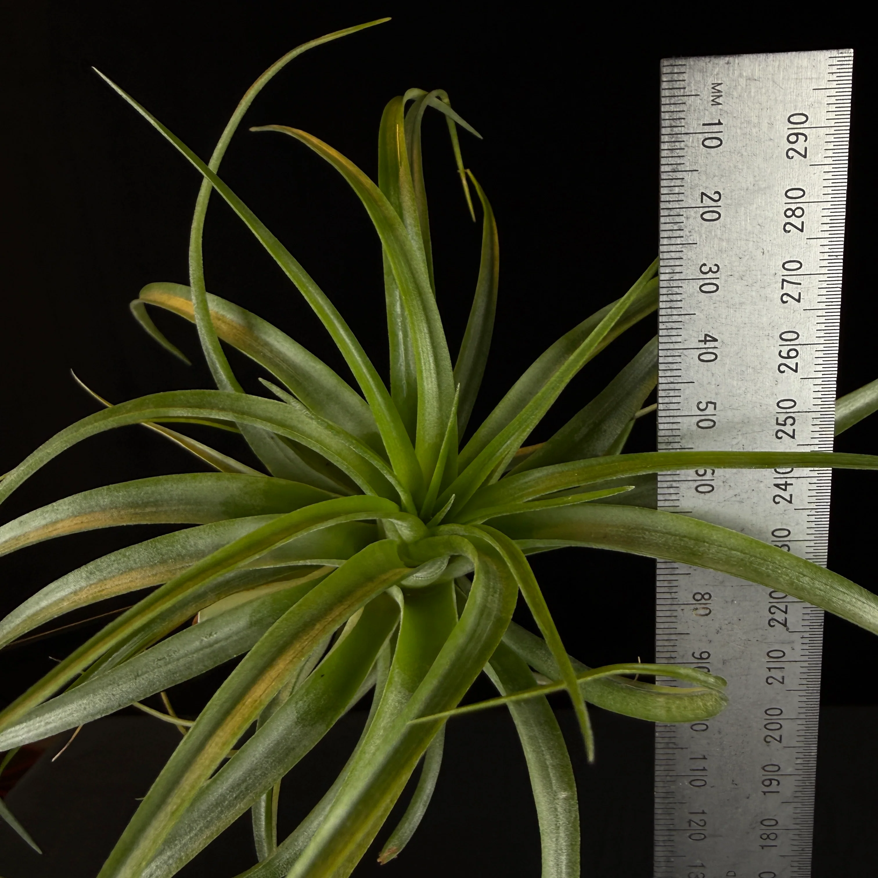 Tillandsia brachycaulos - Image 5