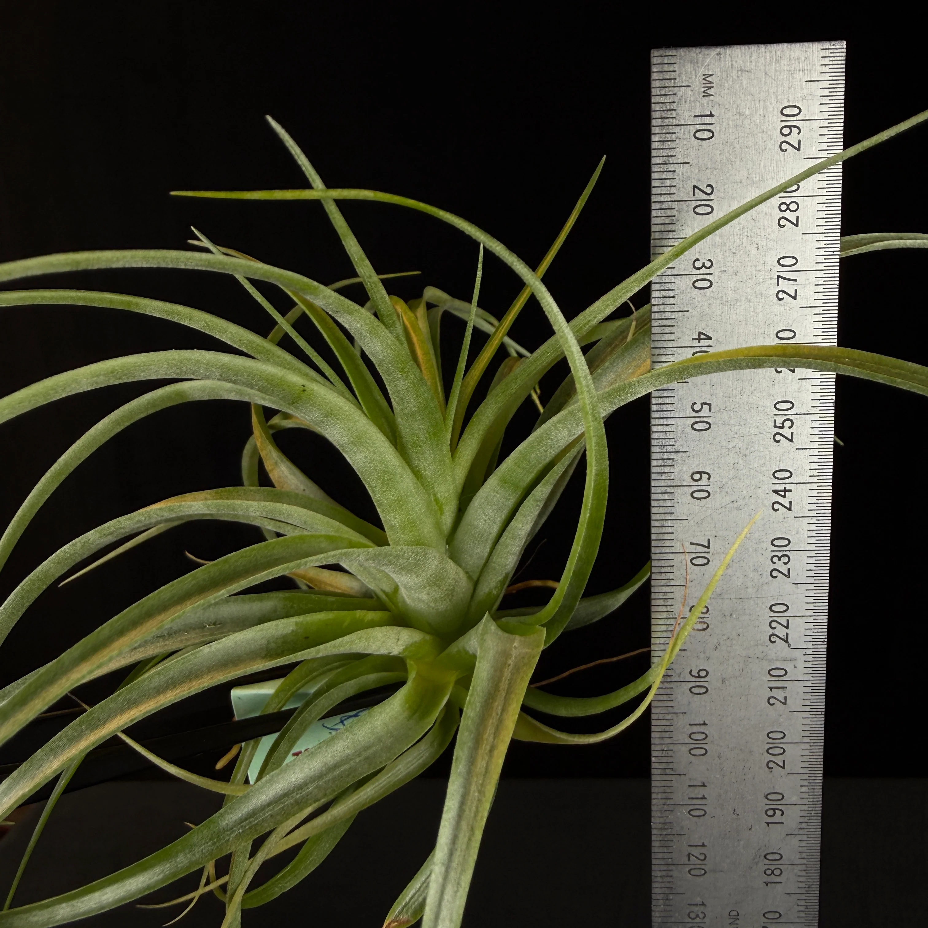Tillandsia brachycaulos - Image 6