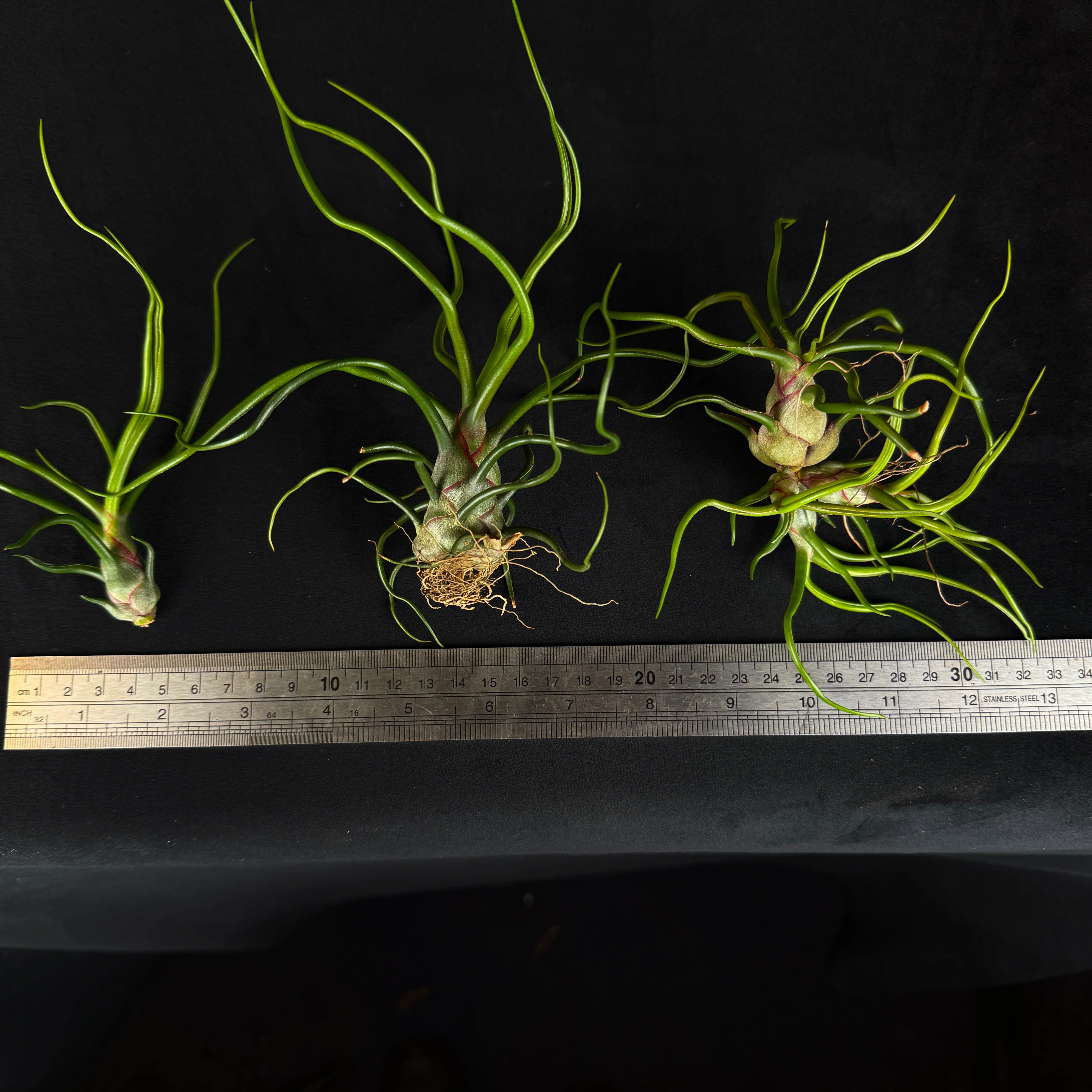 Tillandsia bulbosa - Image 2