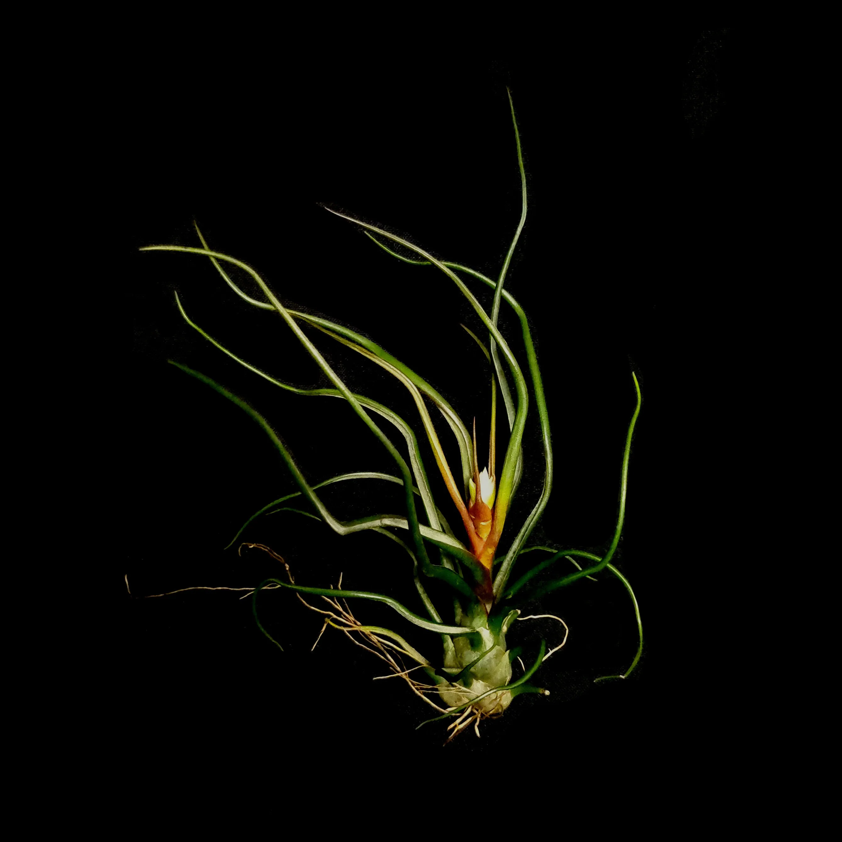 Tillandsia bulbosa - Image 3