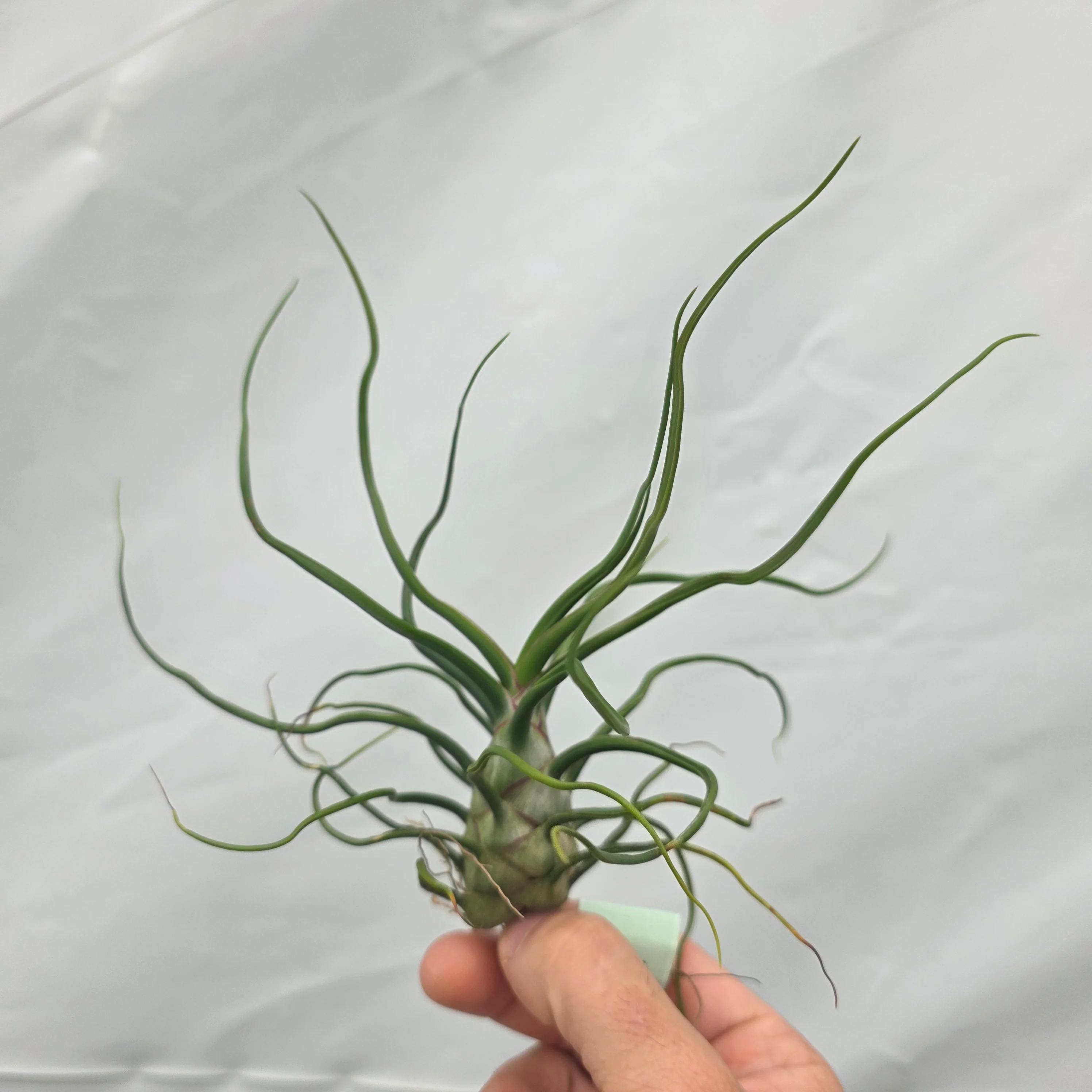 Tillandsia bulbosa - Image 4