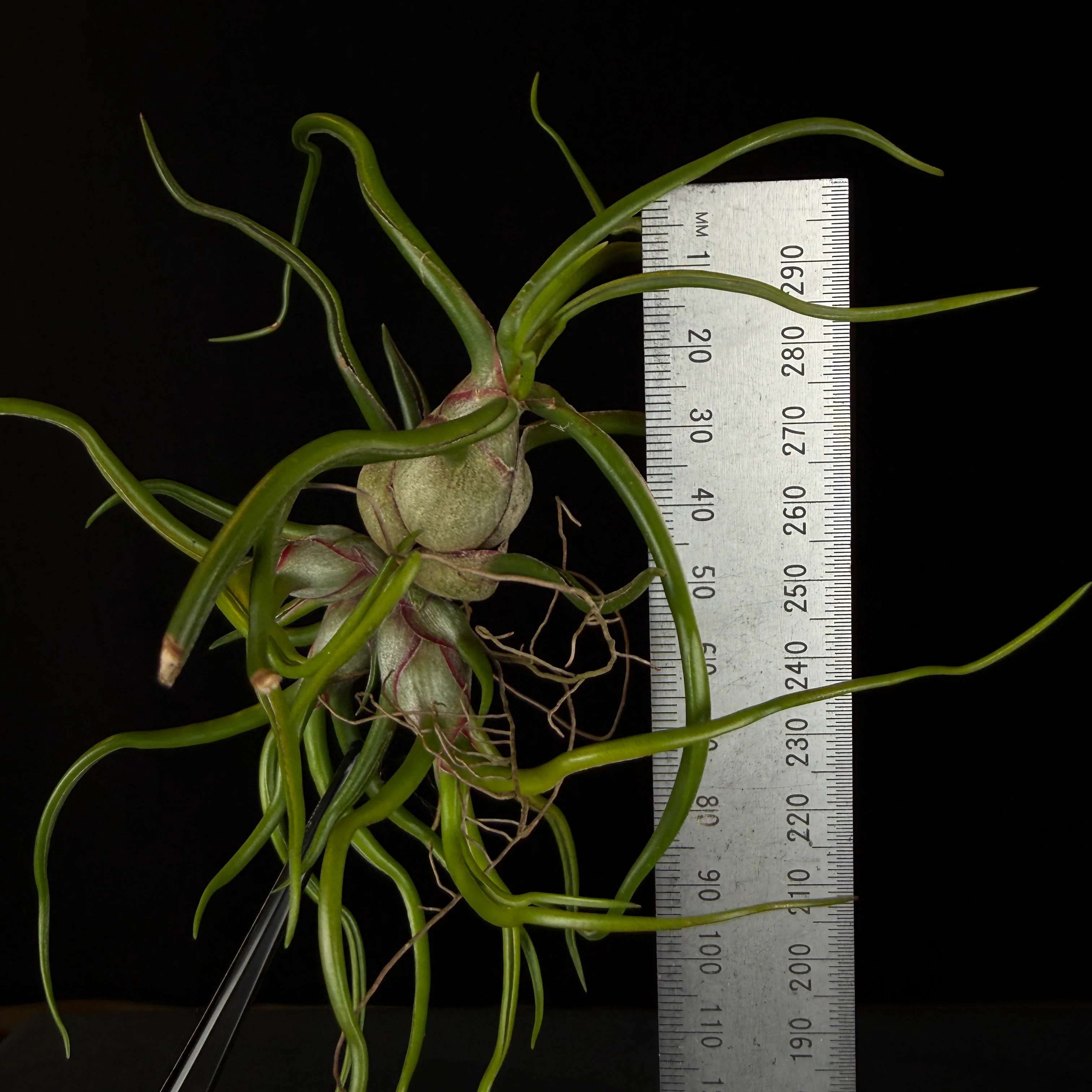 Tillandsia bulbosa - Image 5