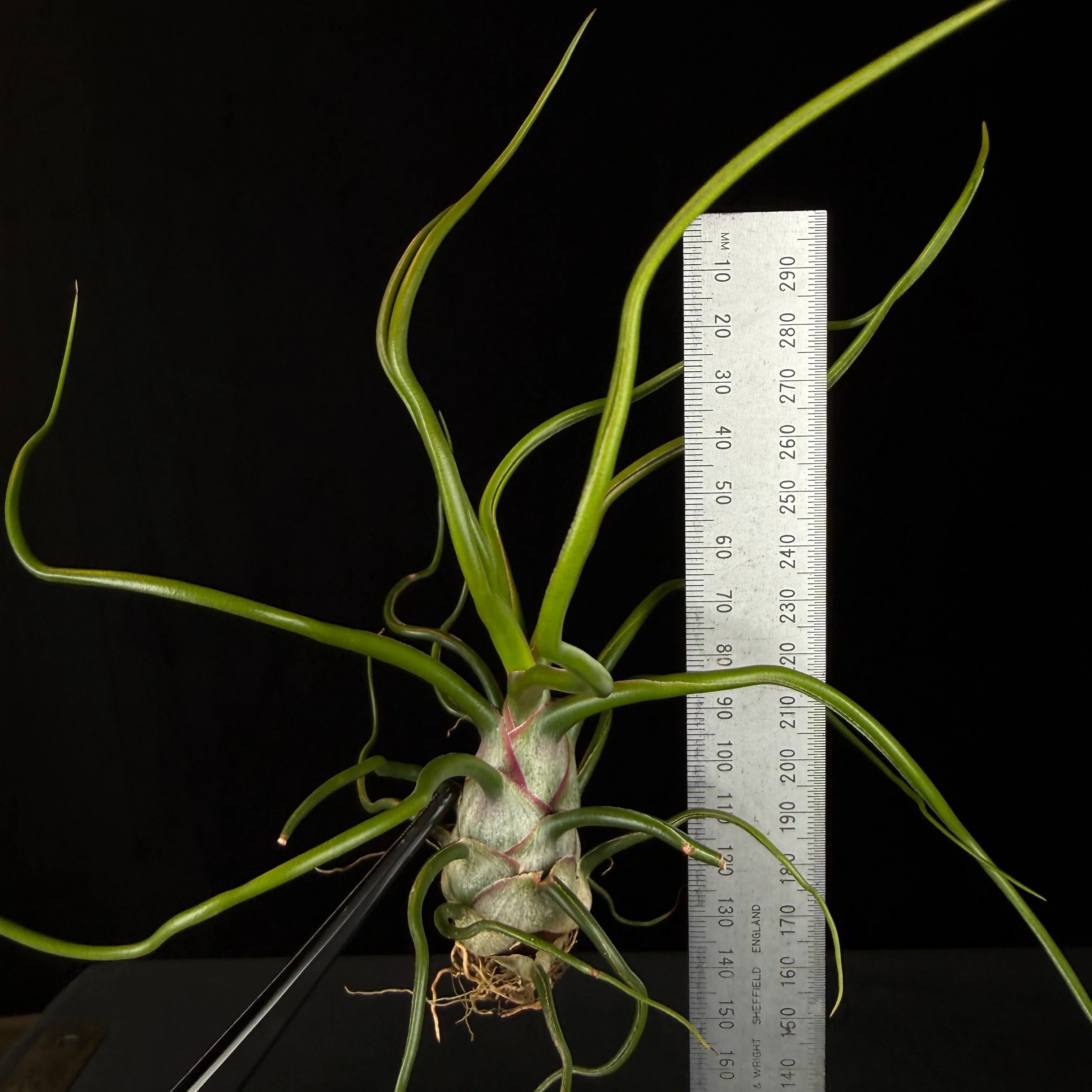 Tillandsia bulbosa - Image 6