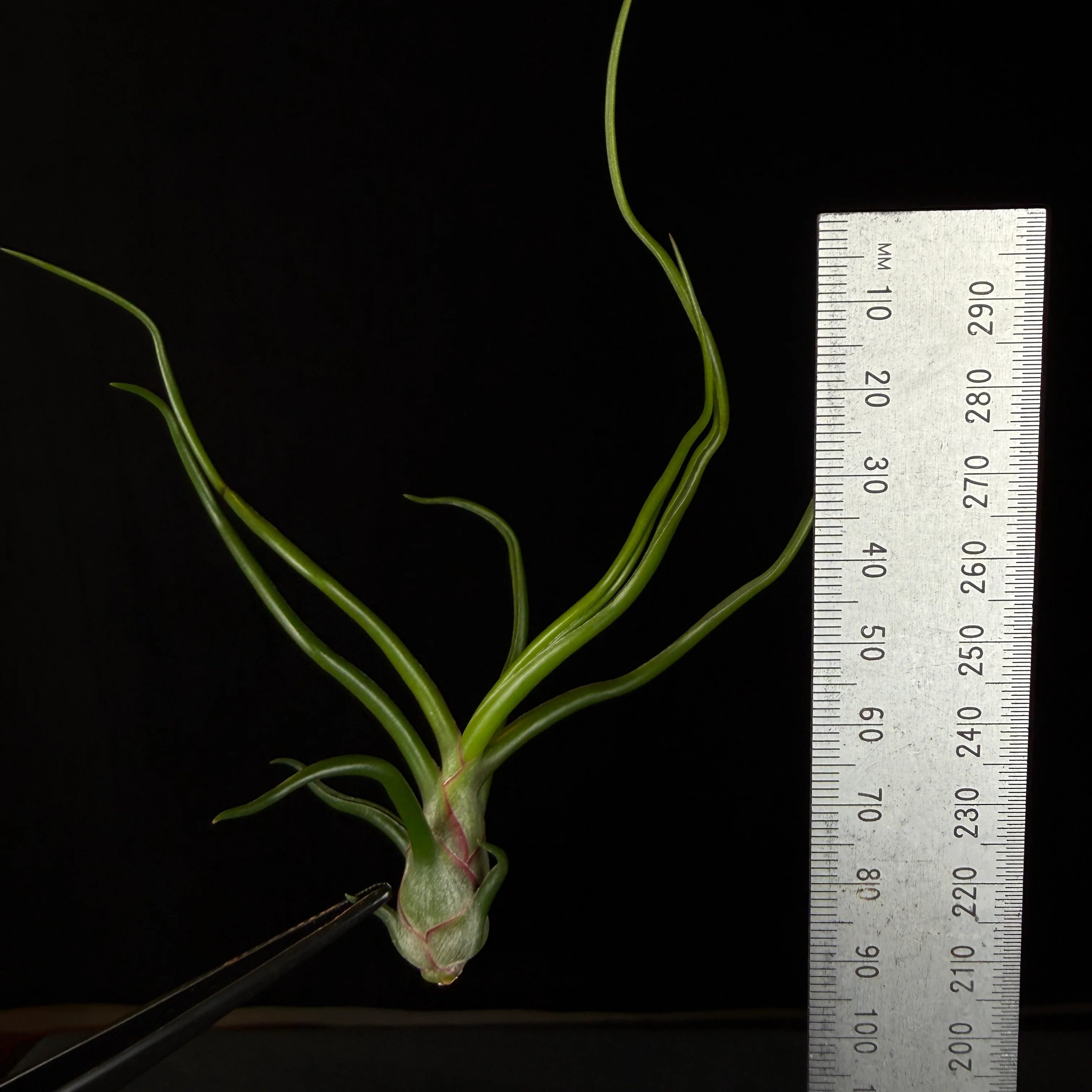Tillandsia bulbosa - Image 7