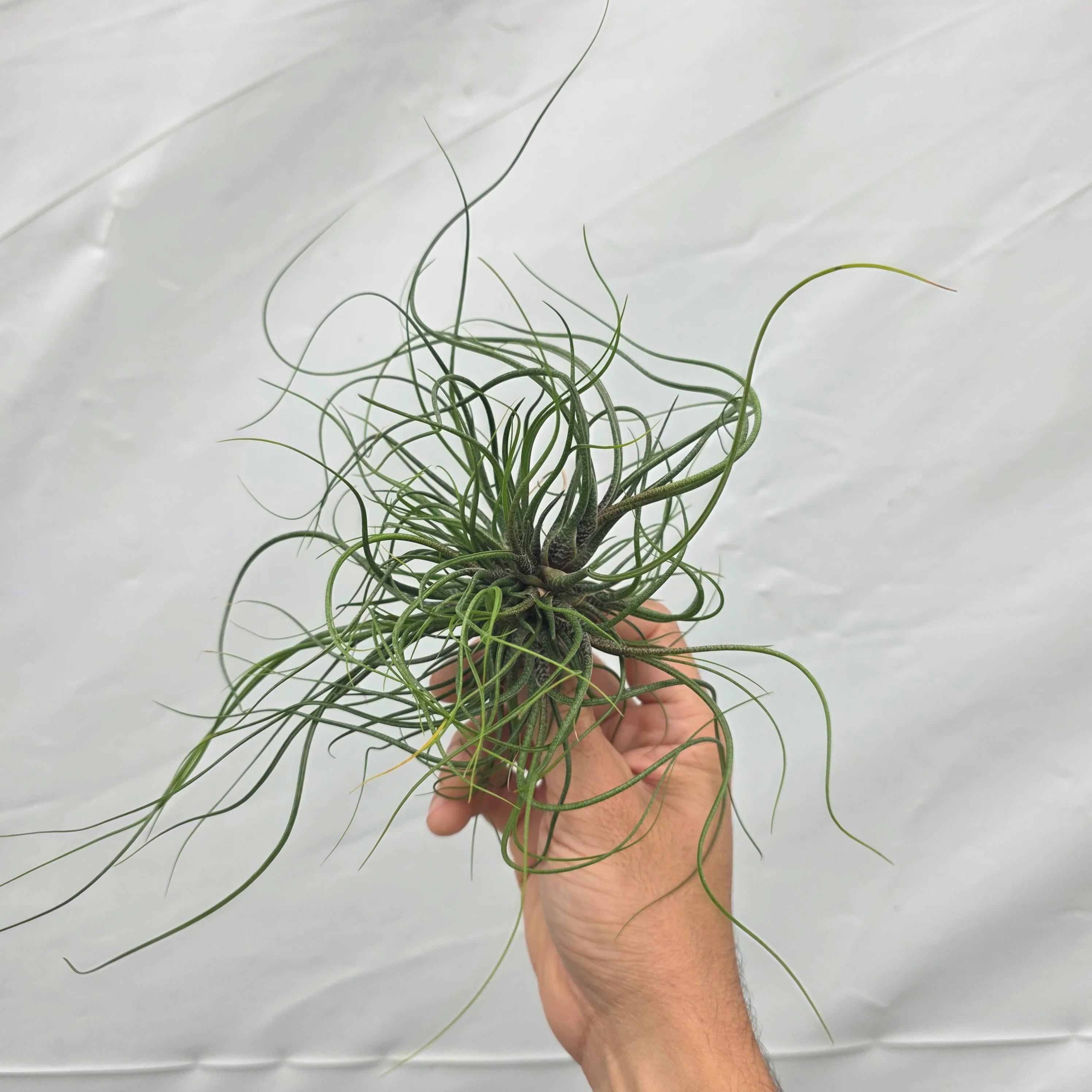 Tillandsia butzii var. roseiflora