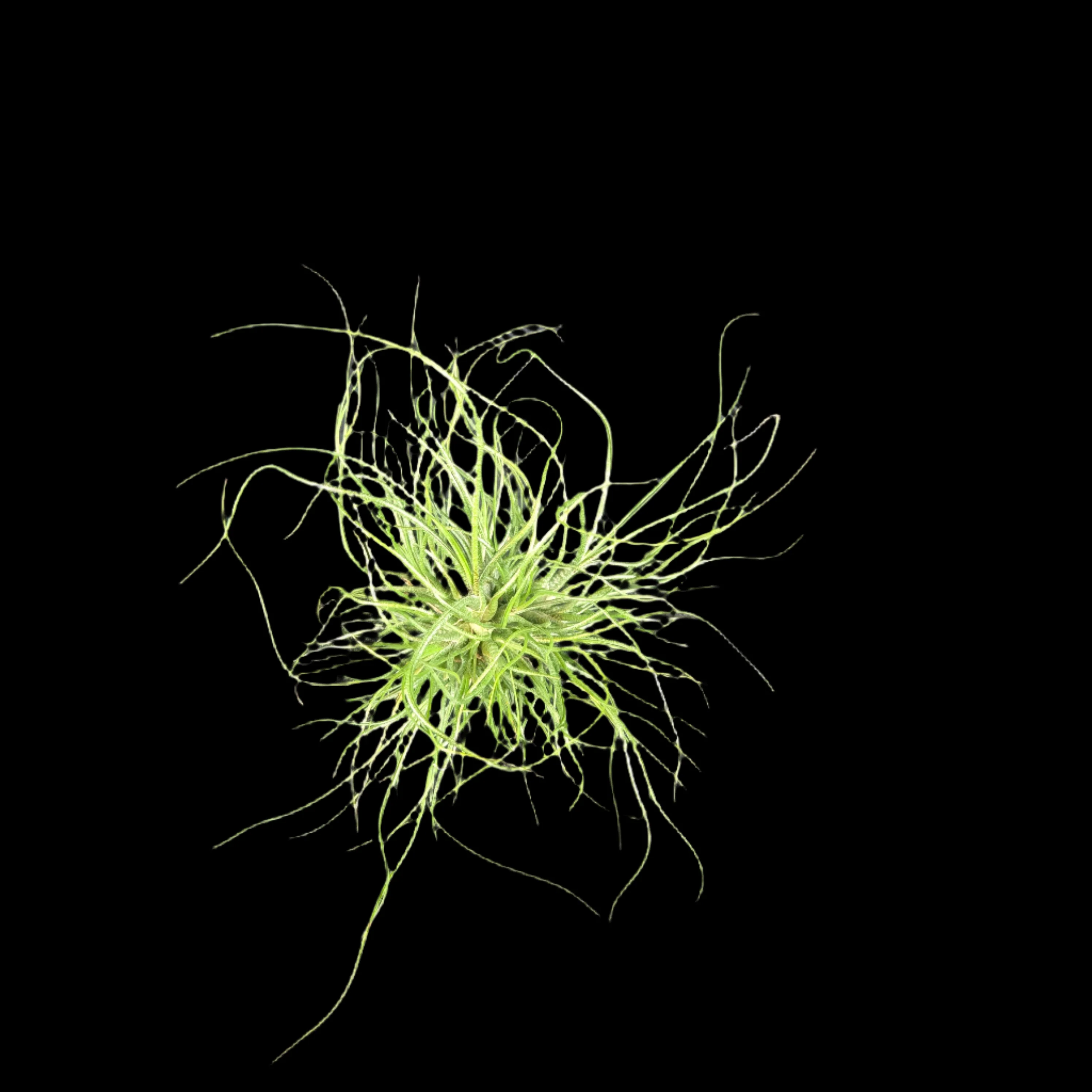 Tillandsia butzii var. roseiflora - Image 2