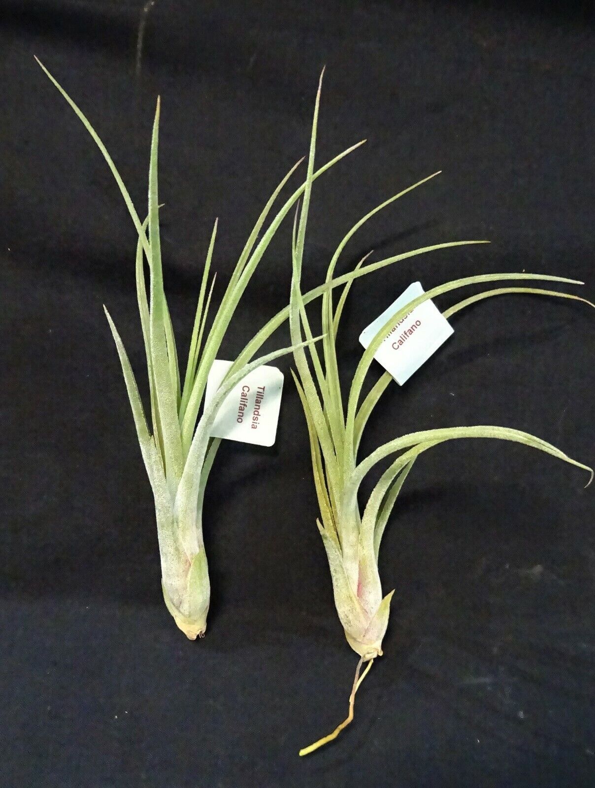 Tillandsia 'Califano' - Image 2