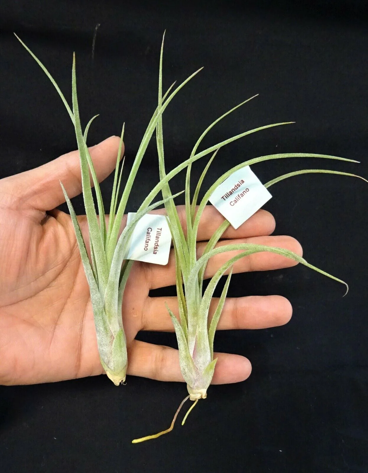 Tillandsia 'Califano' - Image 3