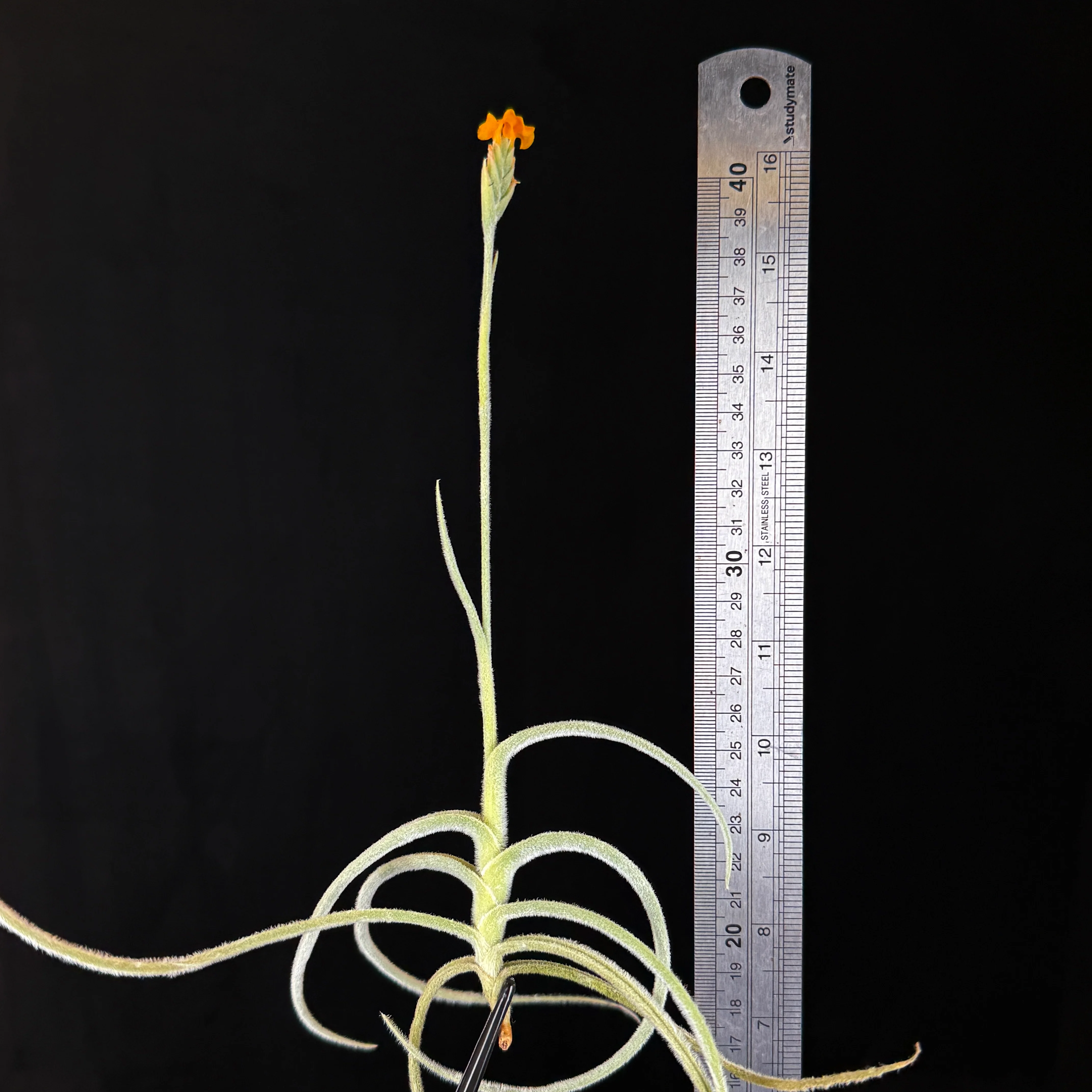 Tillandsia caliginosa x crocata - Image 2