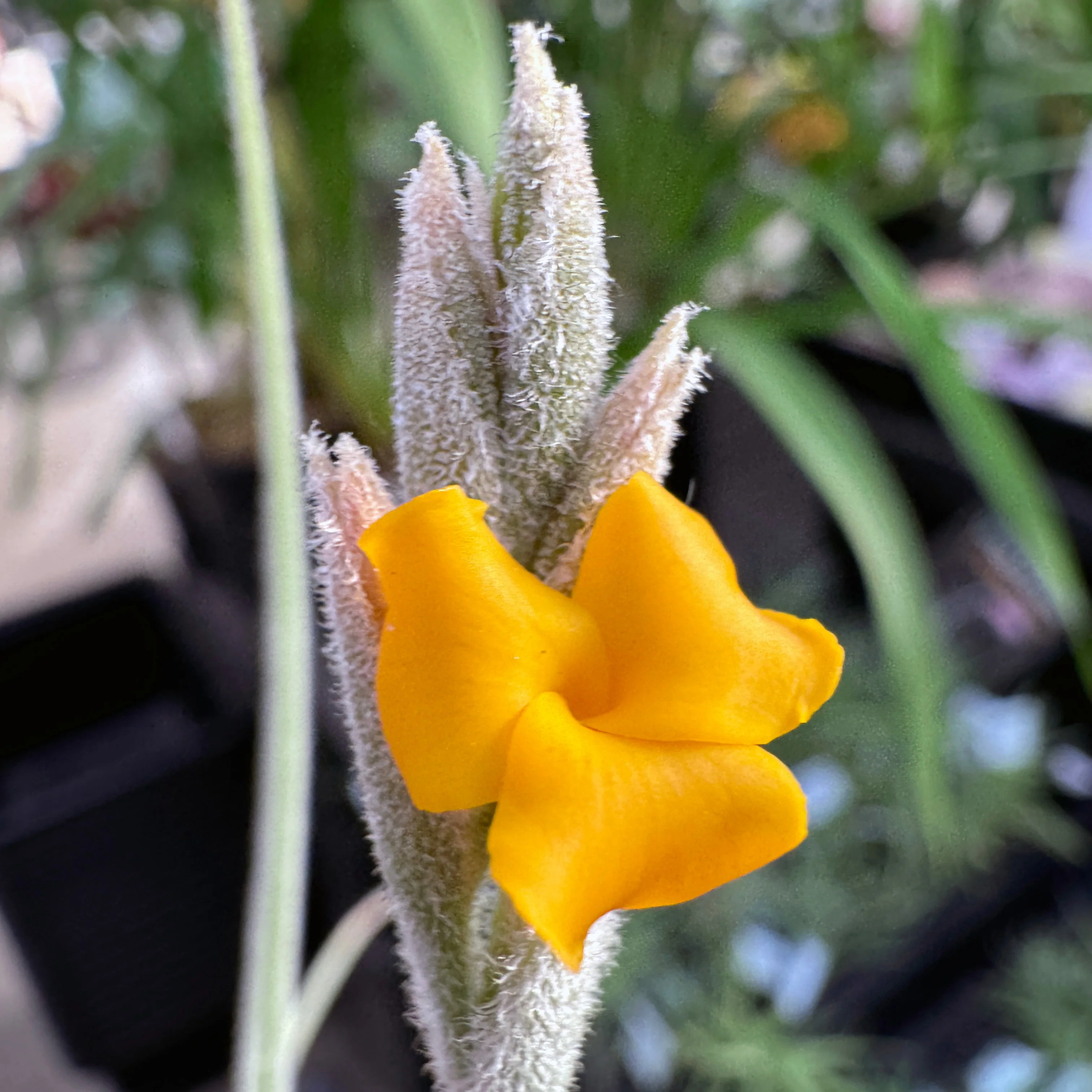Tillandsia caliginosa x crocata - Image 3