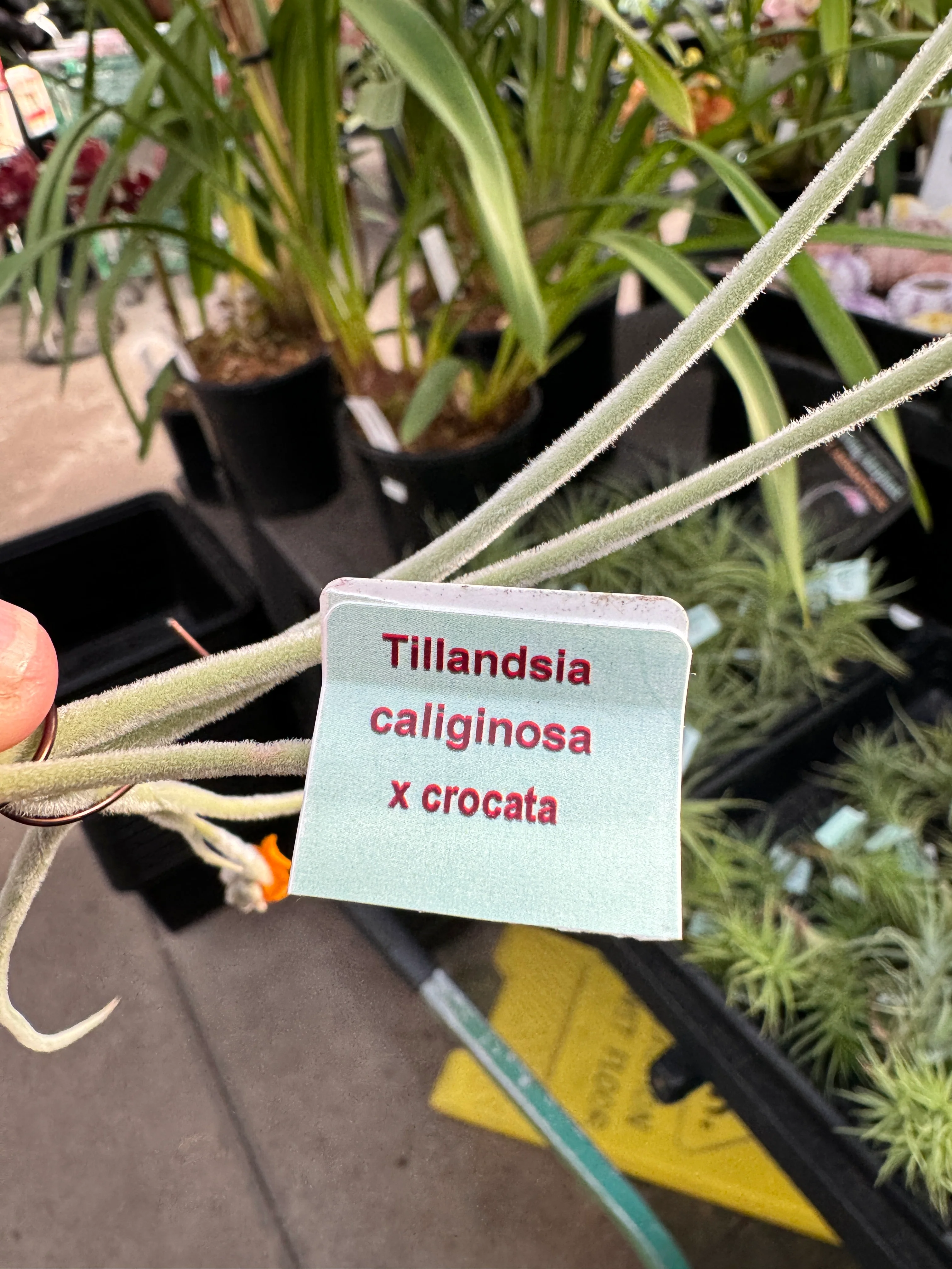 Tillandsia caliginosa x crocata - Image 4