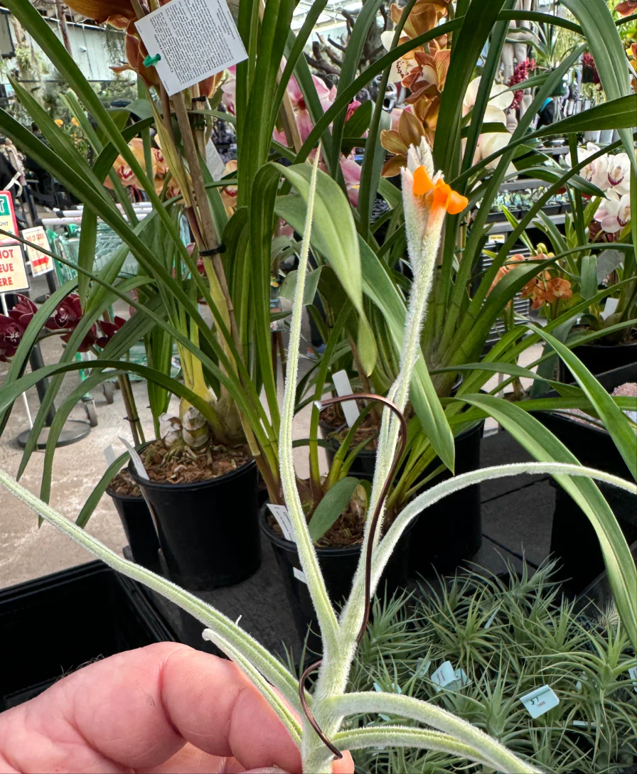 Tillandsia caliginosa x crocata - Image 5
