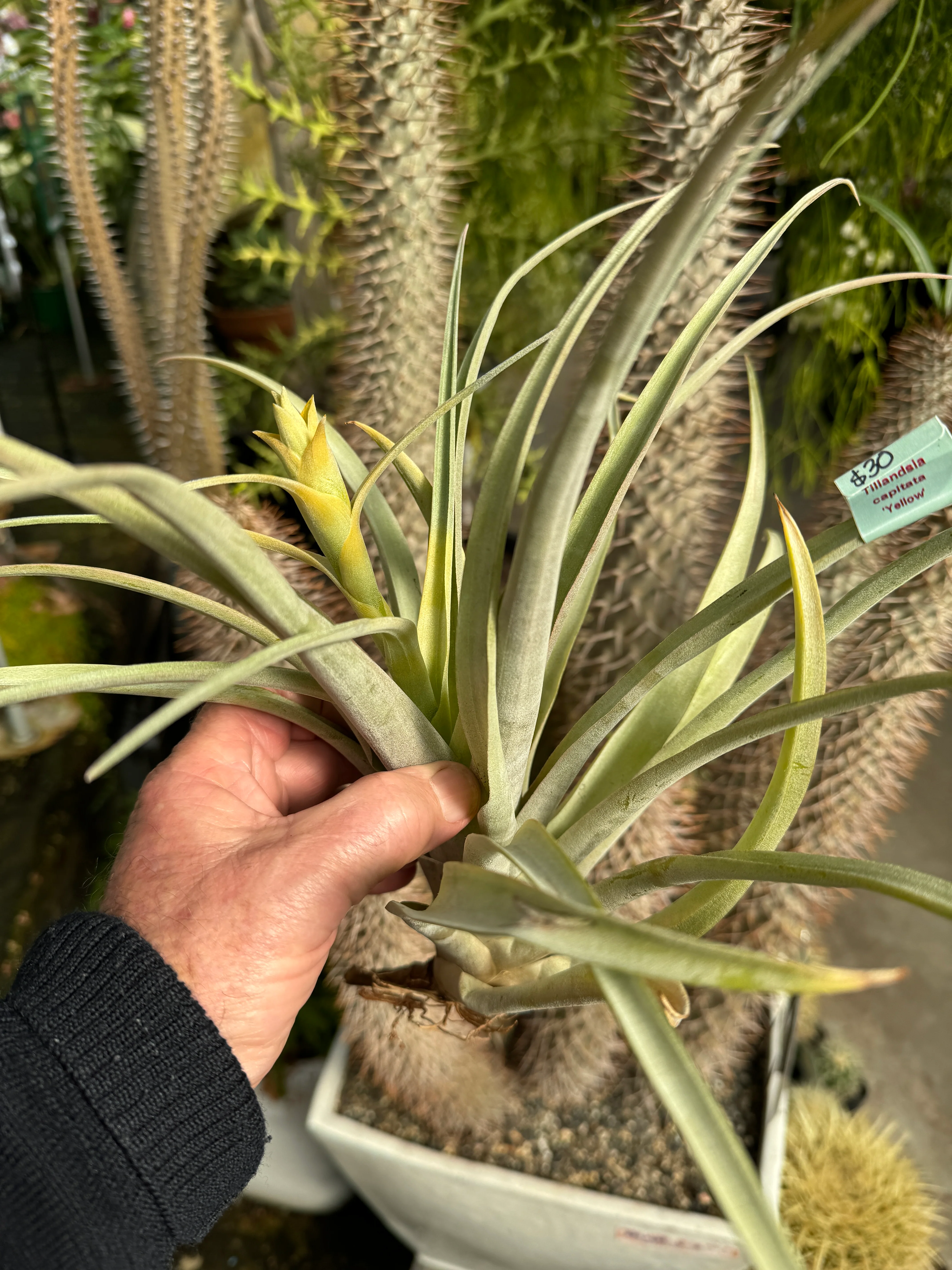 Tillandsia capitata 'Pinoy Yellow' - Image 2
