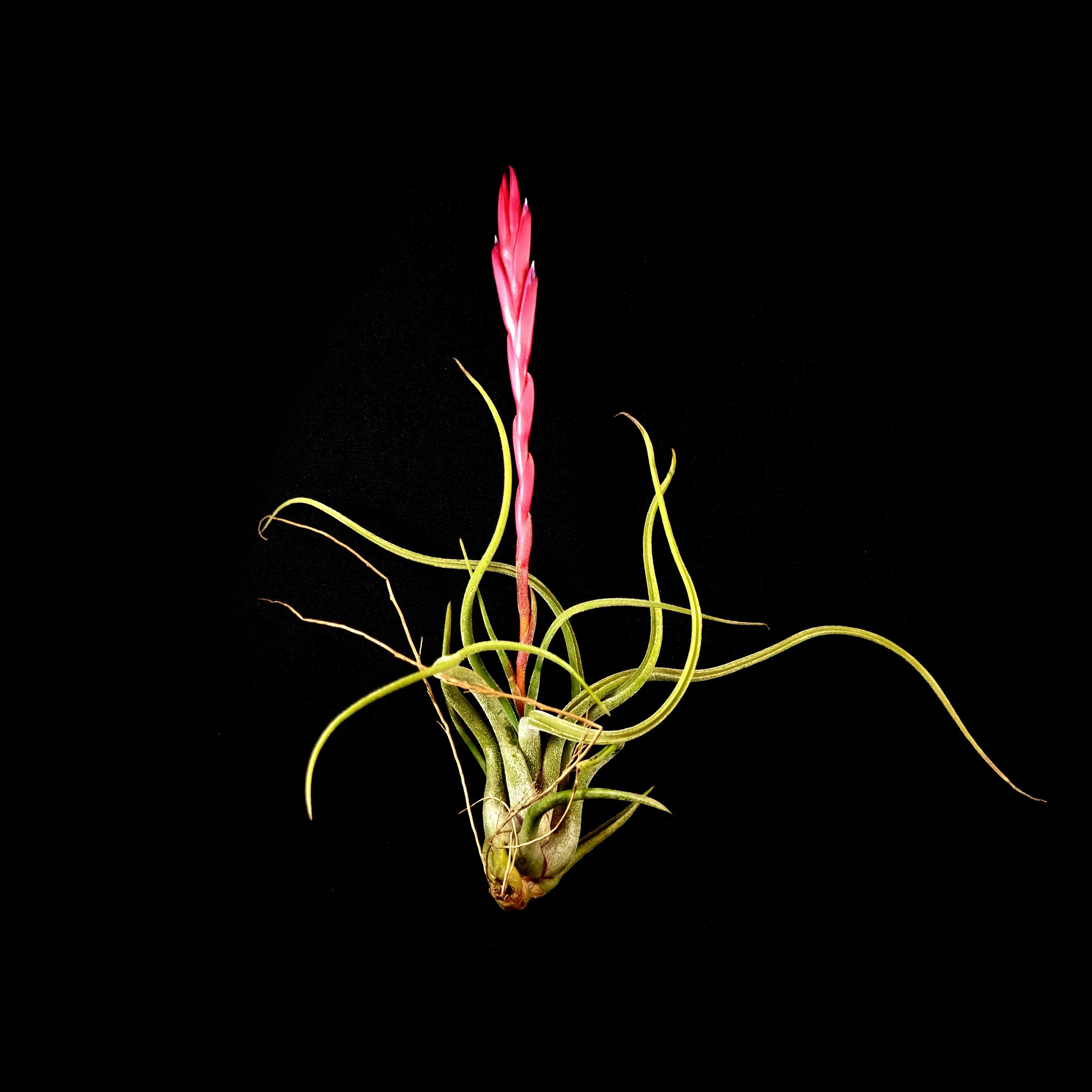 Tillandsia caput-medusae - The Medusa's Head Air Plant - Image 2