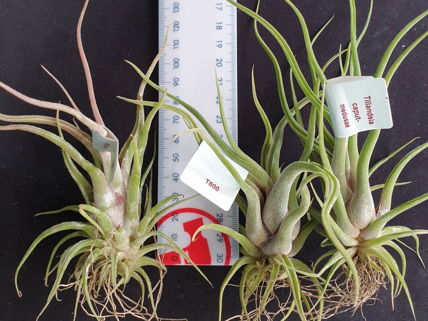 Tillandsia caput-medusae - The Medusa's Head Air Plant - Image 3
