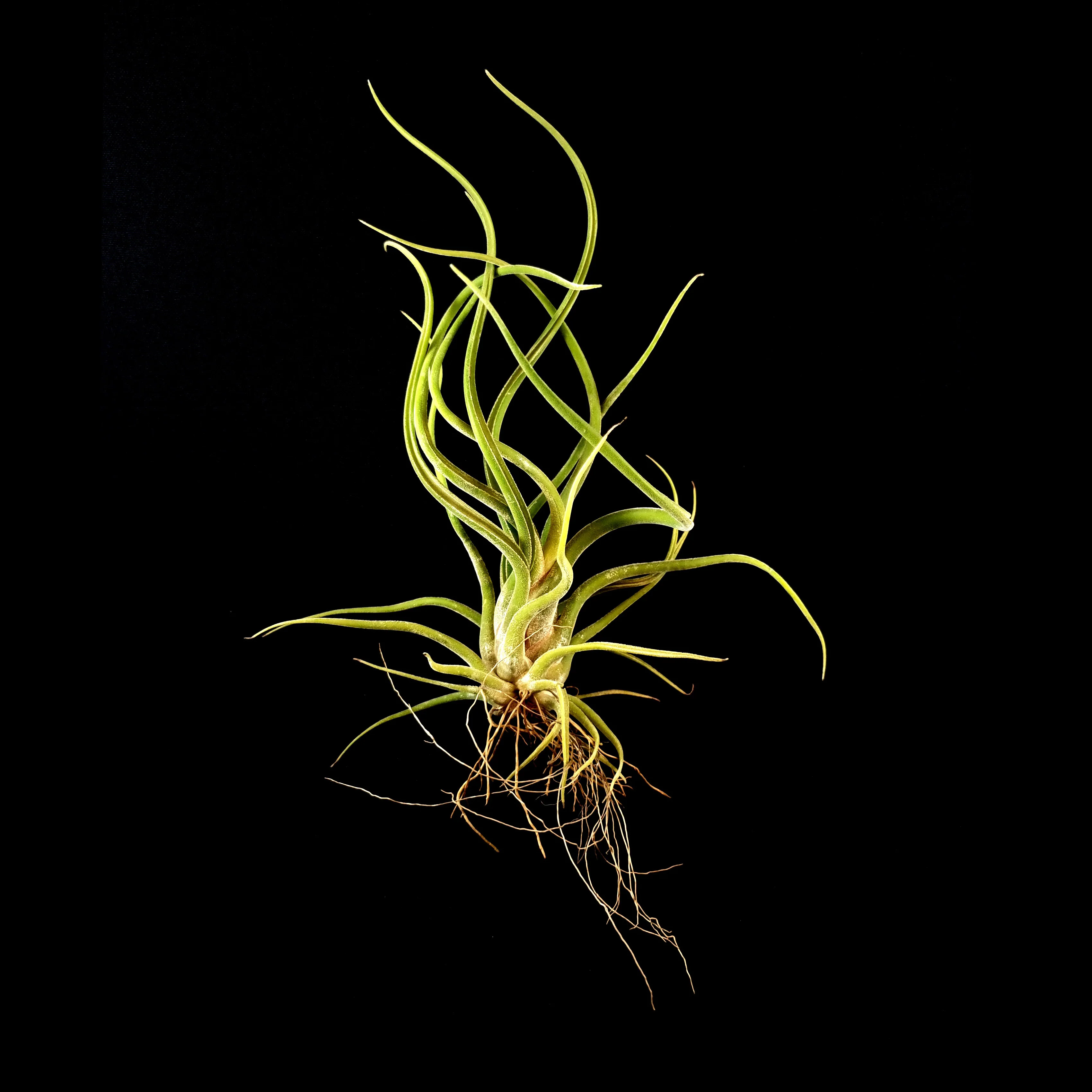 Tillandsia caput-medusae - The Medusa's Head Air Plant - Image 4