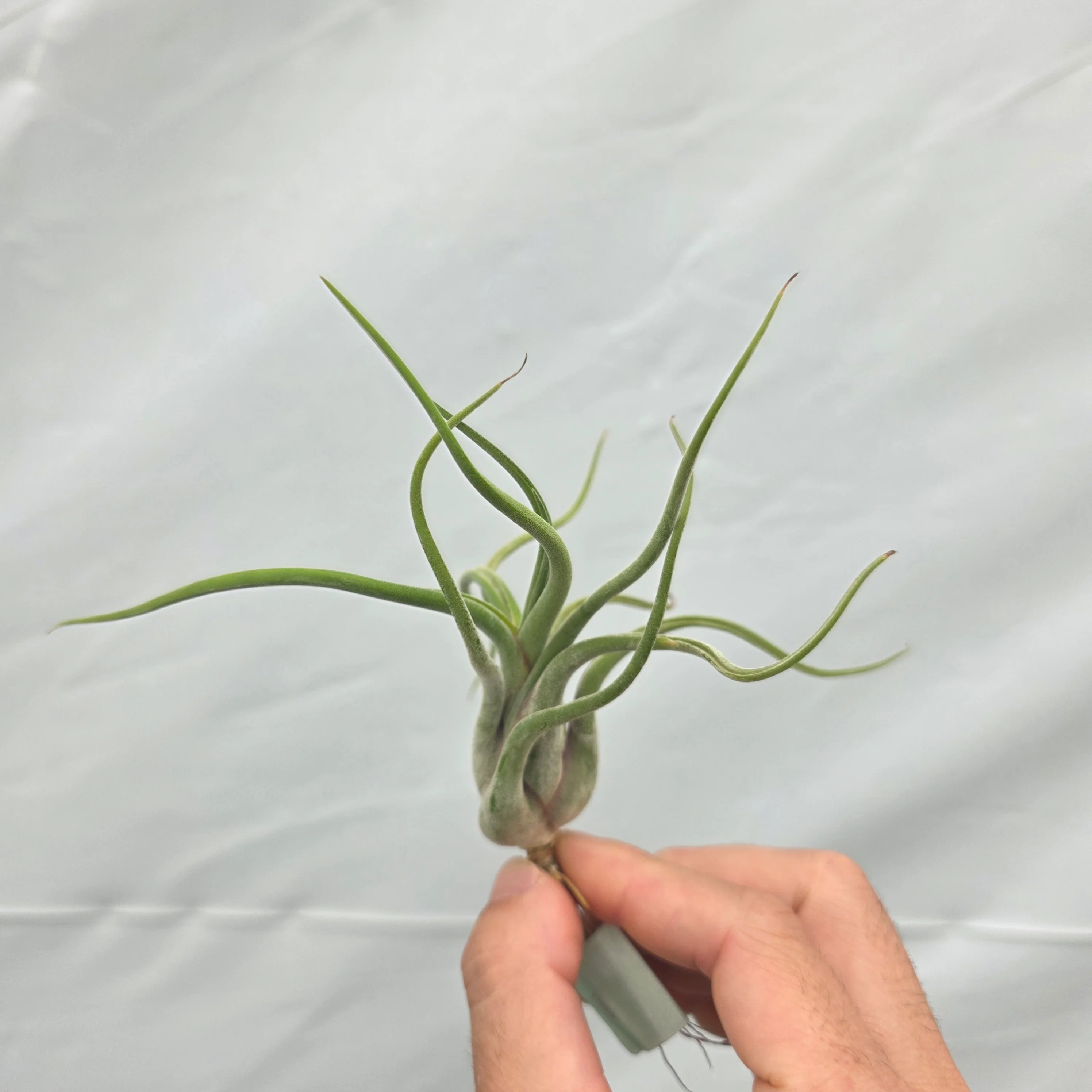 Tillandsia caput-medusae - The Medusa's Head Air Plant - Image 5