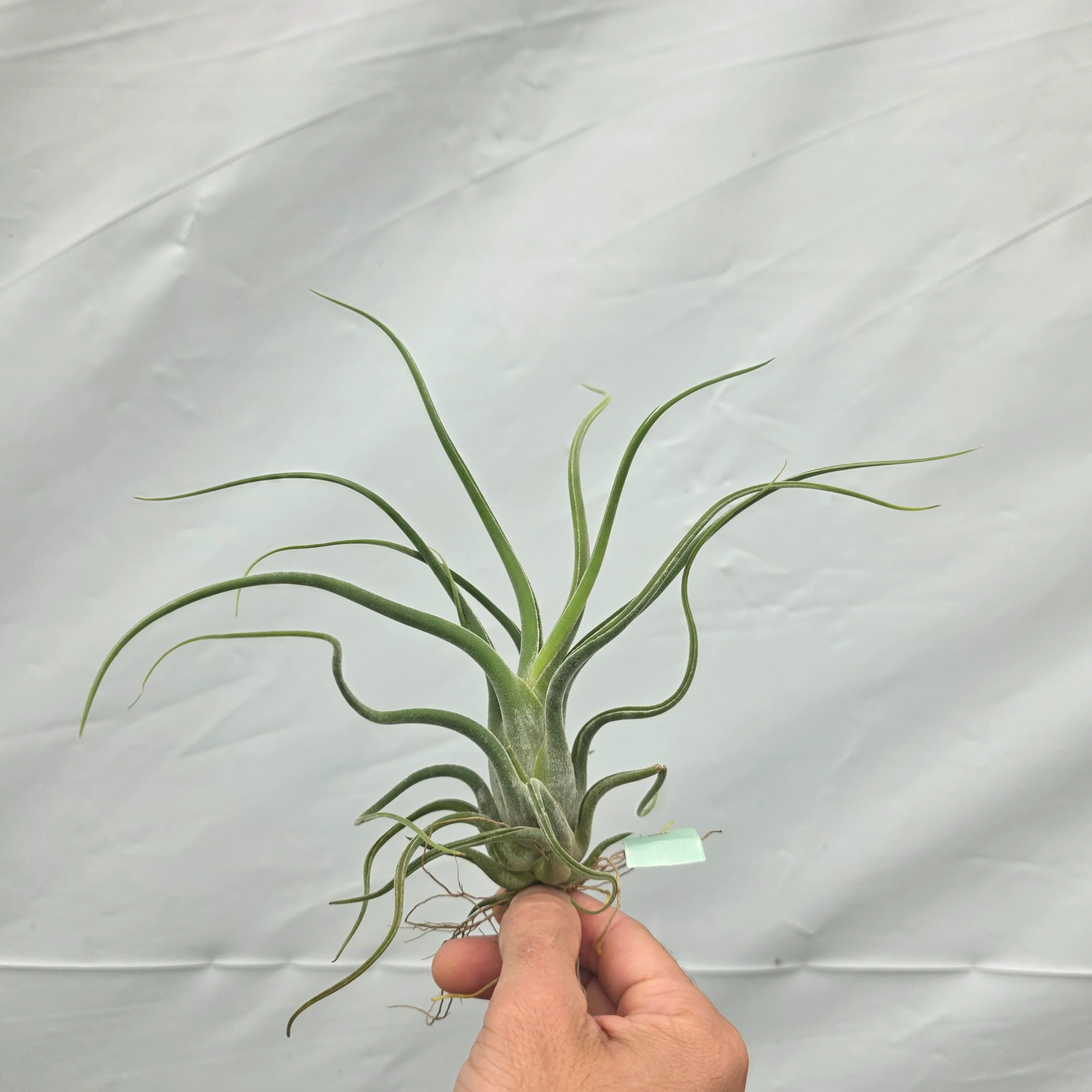 Tillandsia caput-medusae - The Medusa's Head Air Plant - Image 6