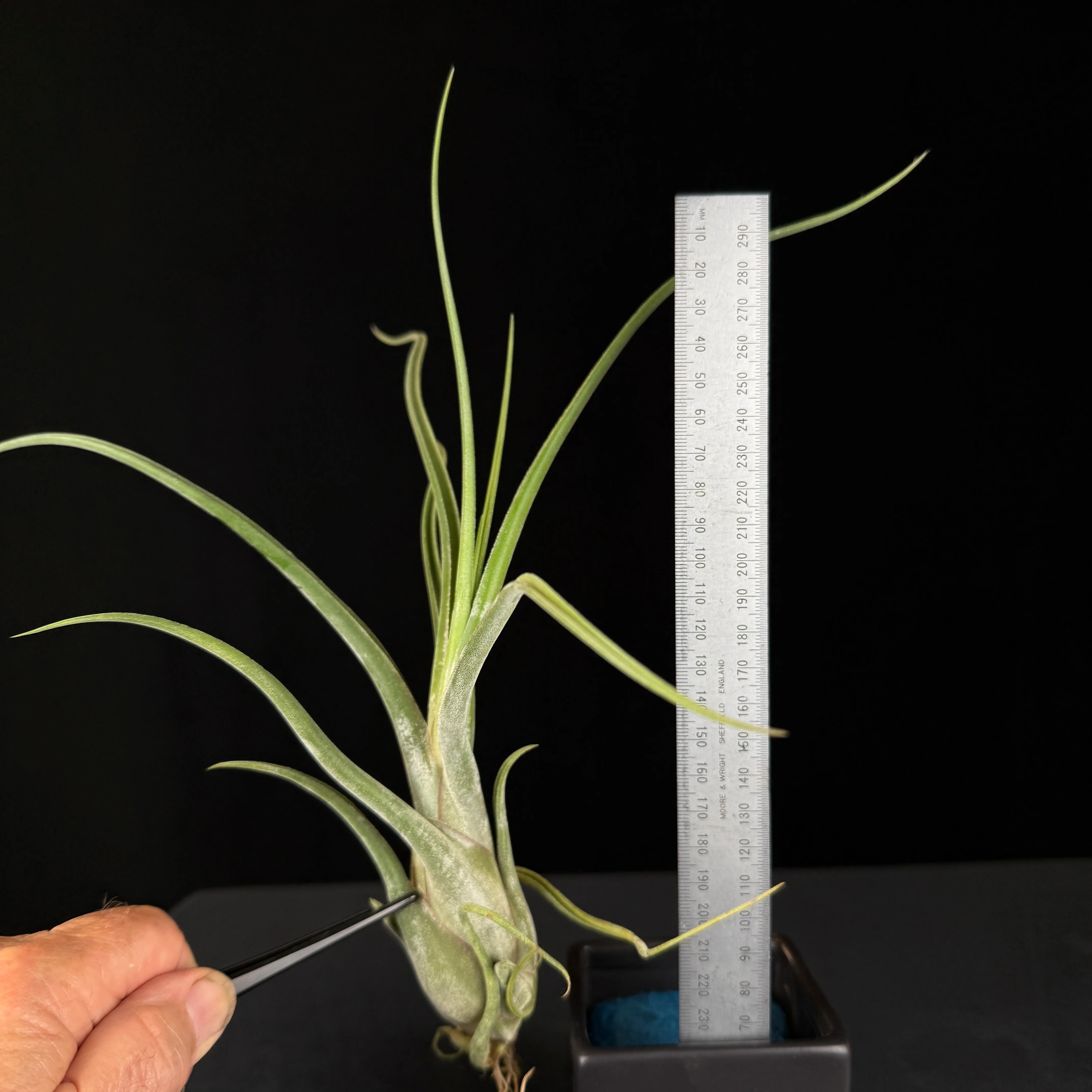 Tillandsia caput-medusae - The Medusa's Head Air Plant - Image 7