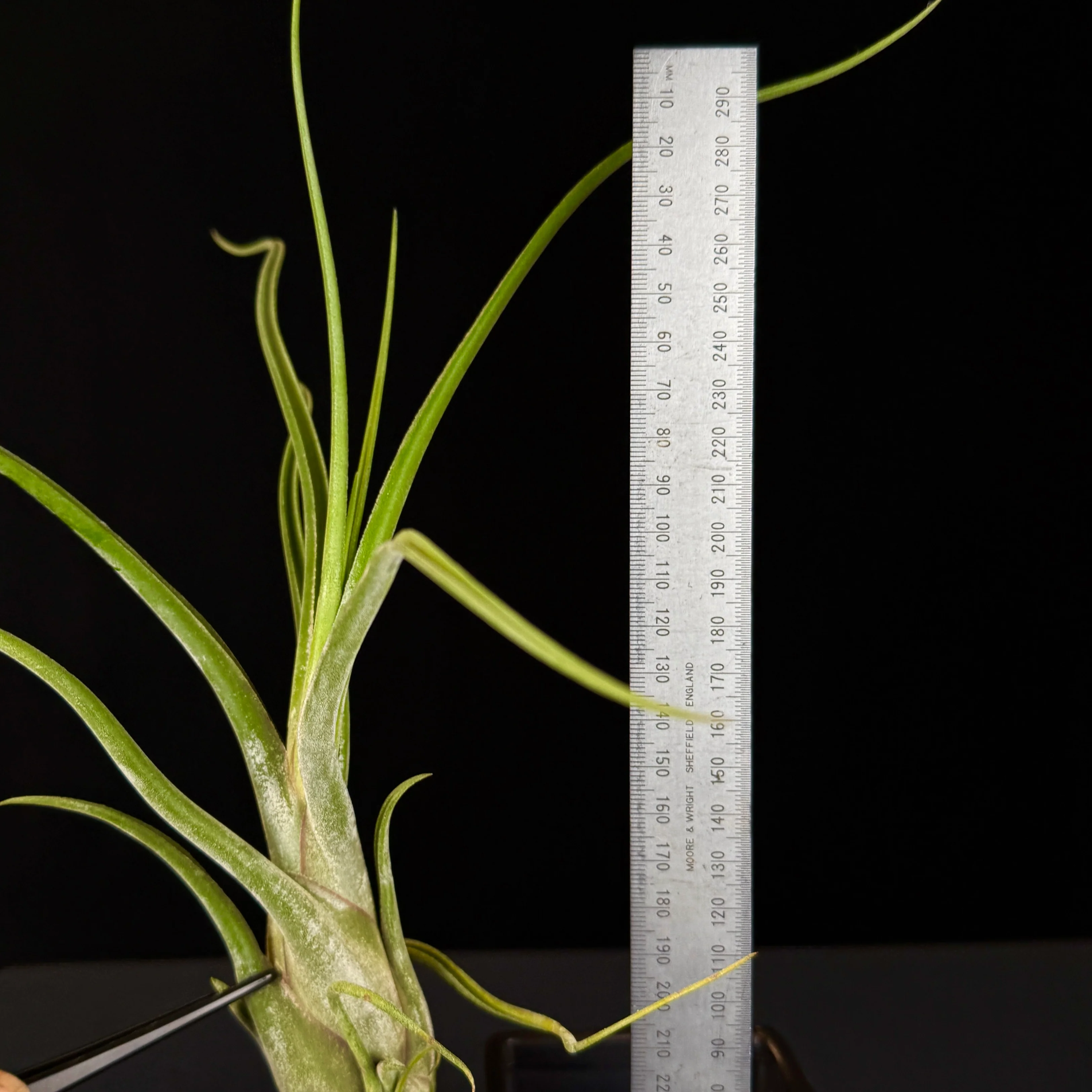 Tillandsia caput-medusae - The Medusa's Head Air Plant - Image 8