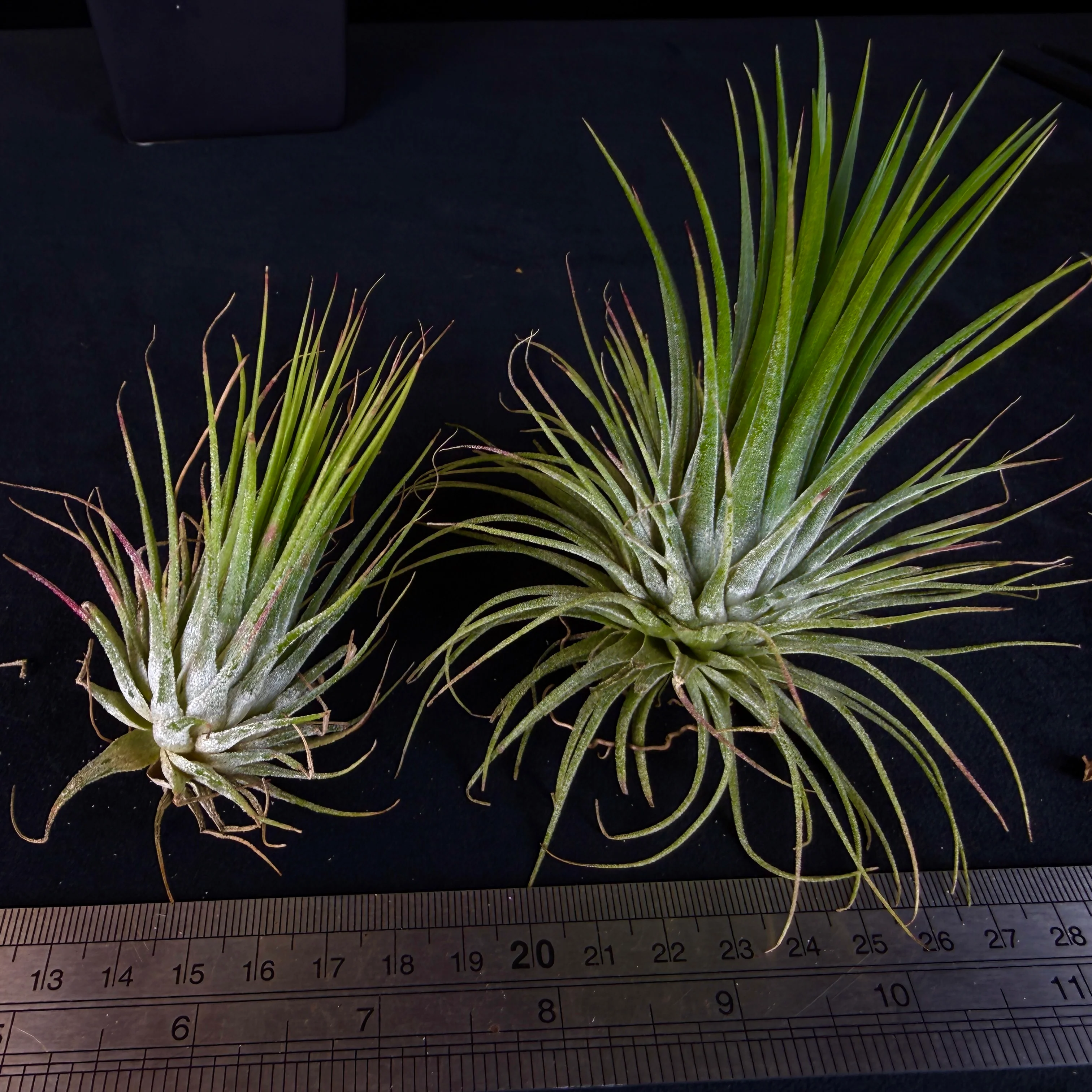 Tillandsia caput-medusae - The Medusa's Head Air Plant - Image 9