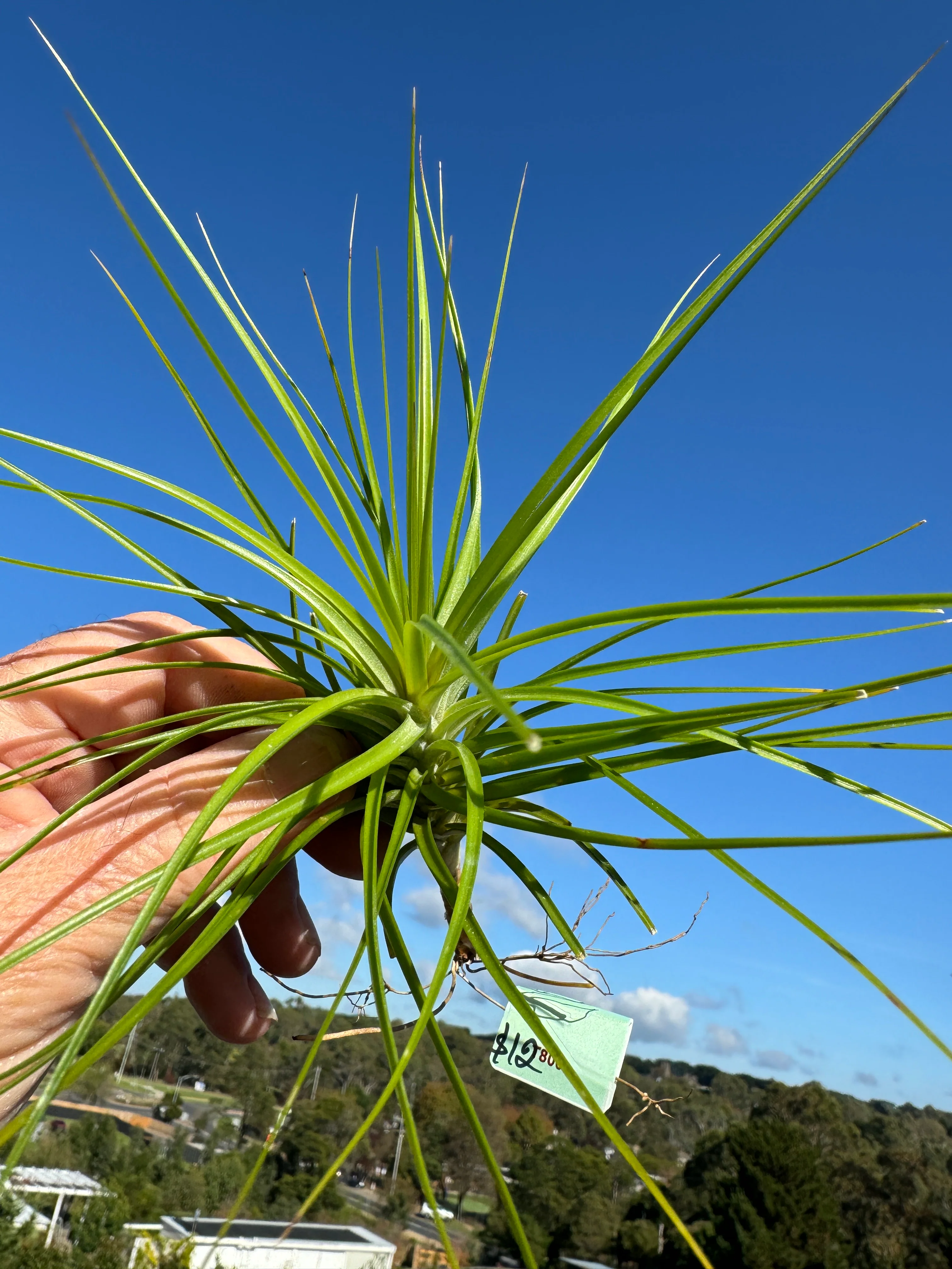 Tillandsia caulescens - Image 3