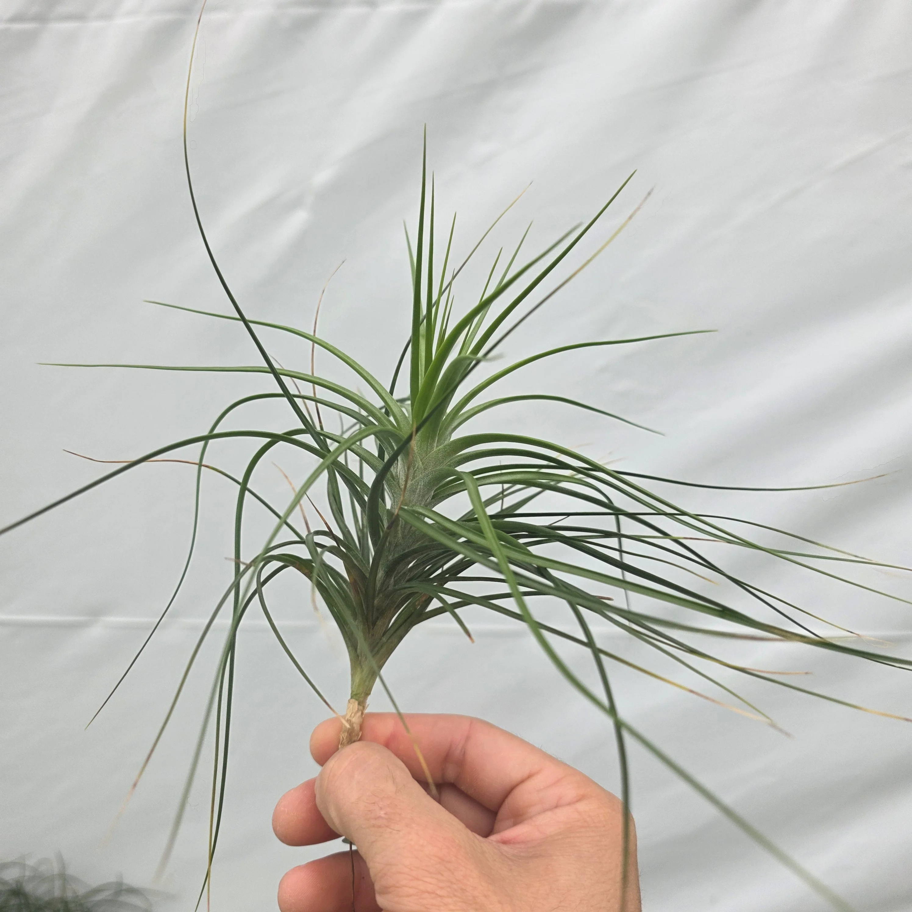 Tillandsia caulescens - Image 4