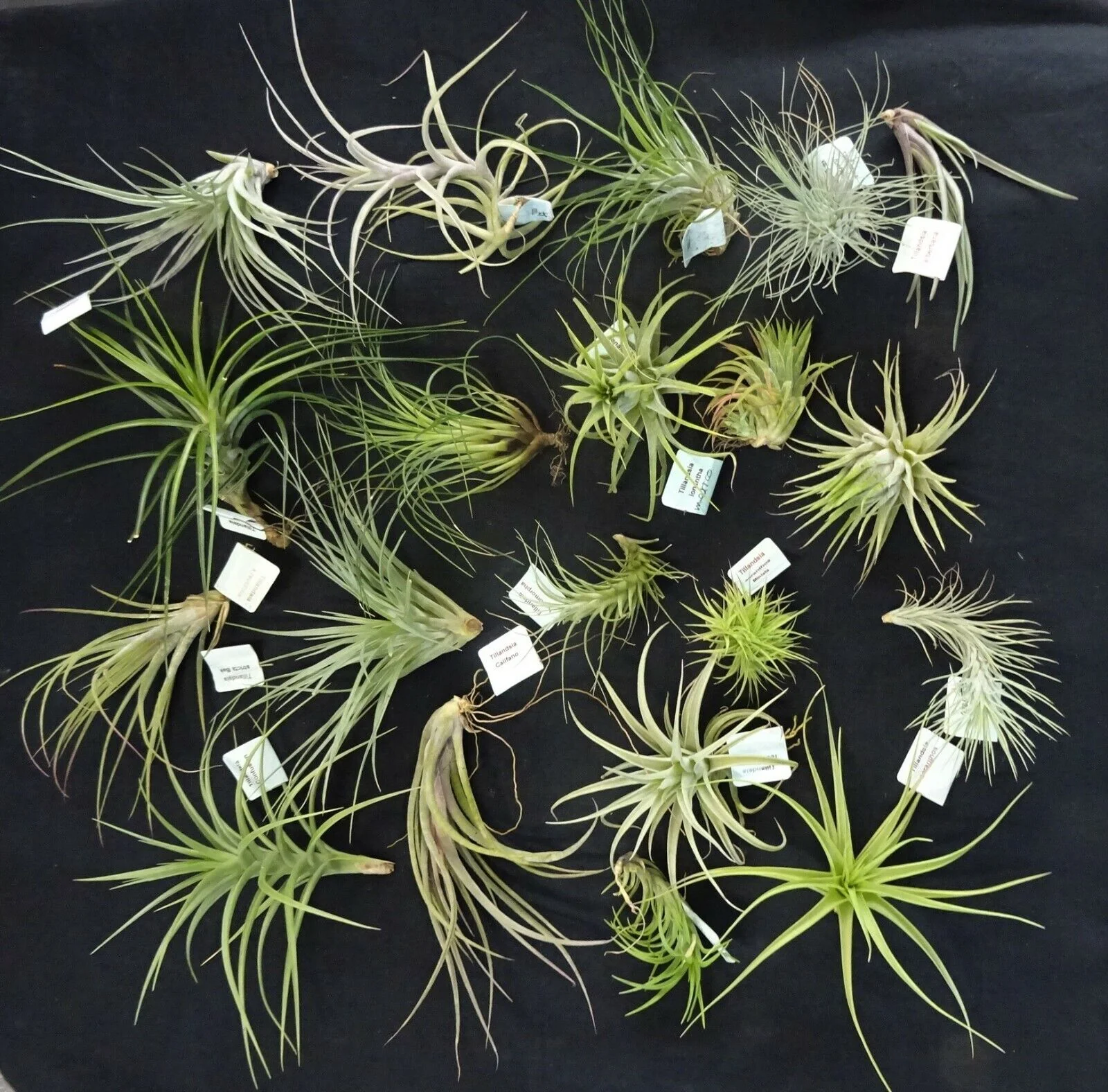 Tillandsia Collection (20 Plants): Diverse & Delightful Air Plants - Image 2