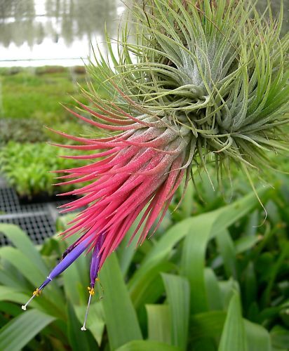 Tillandsia Collection (20 Plants): Diverse & Delightful Air Plants - Image 4