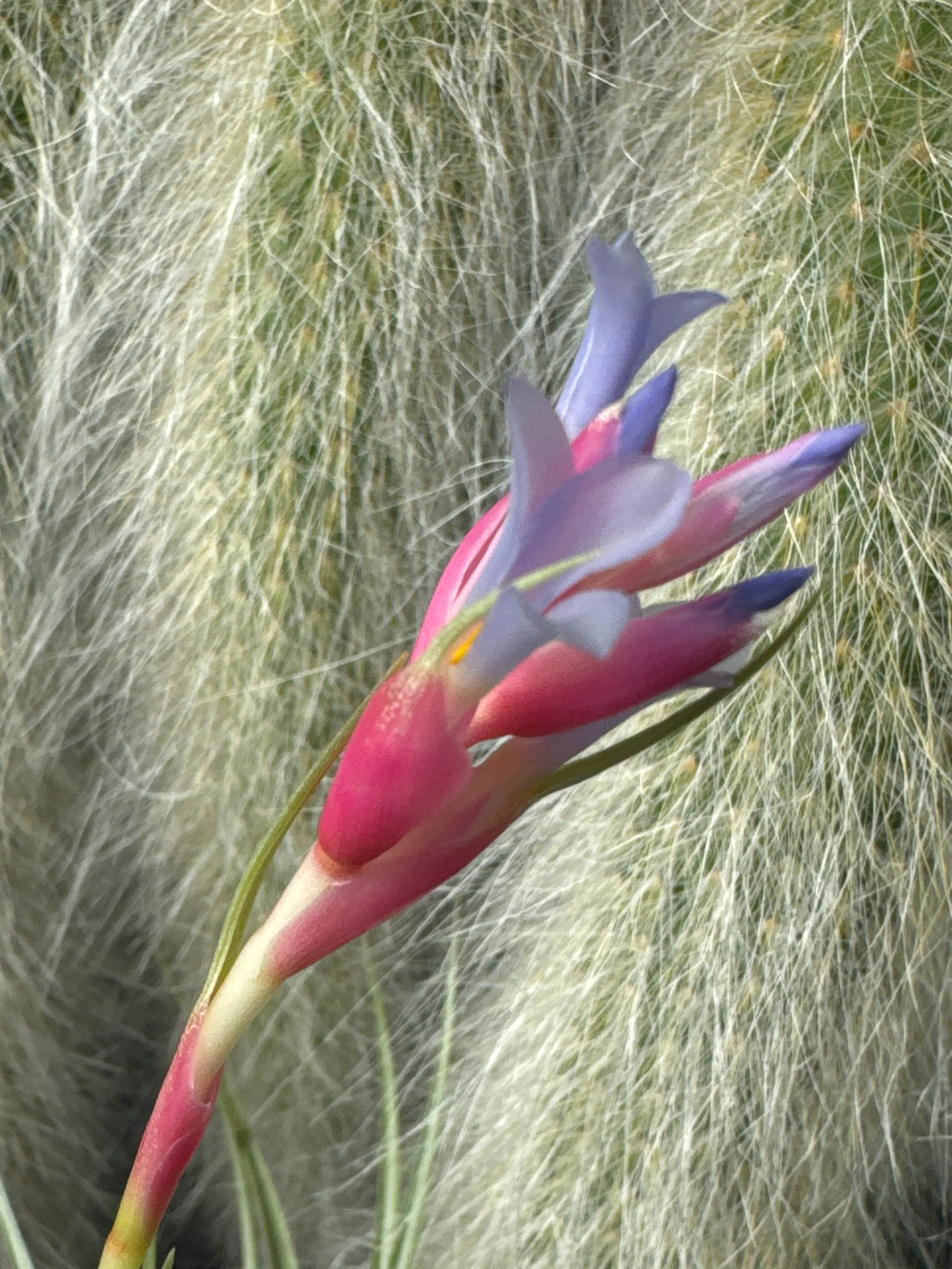 Tillandsia 'Confusion' - Image 2
