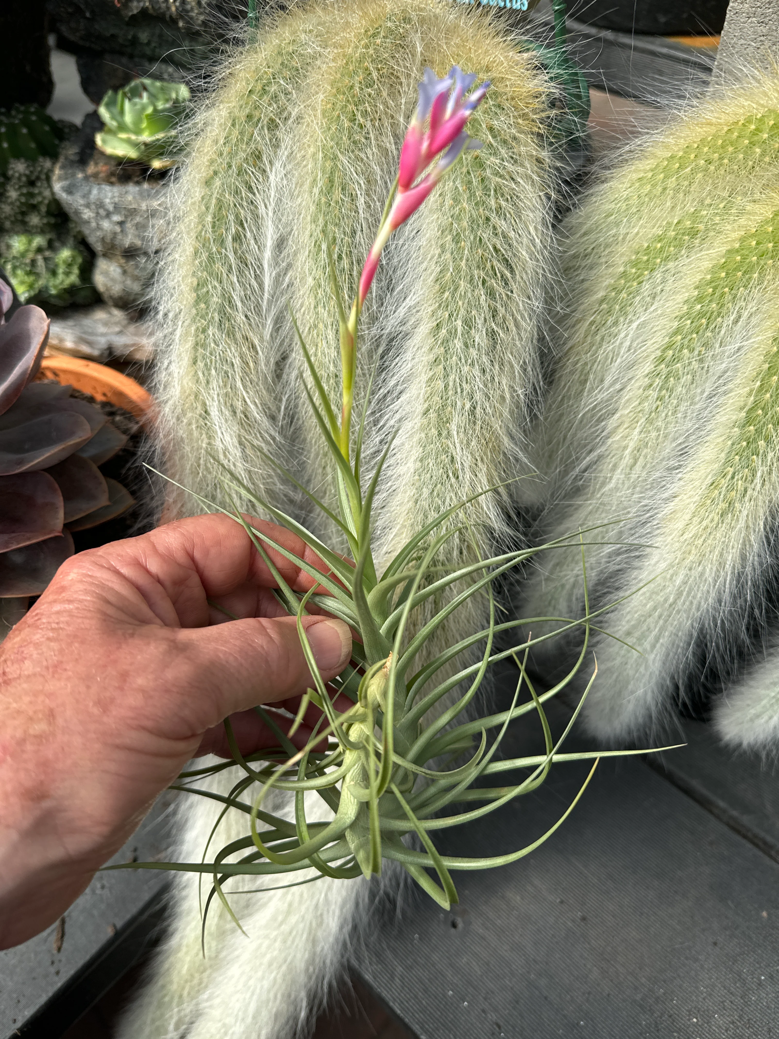 Tillandsia 'Confusion' - Image 3